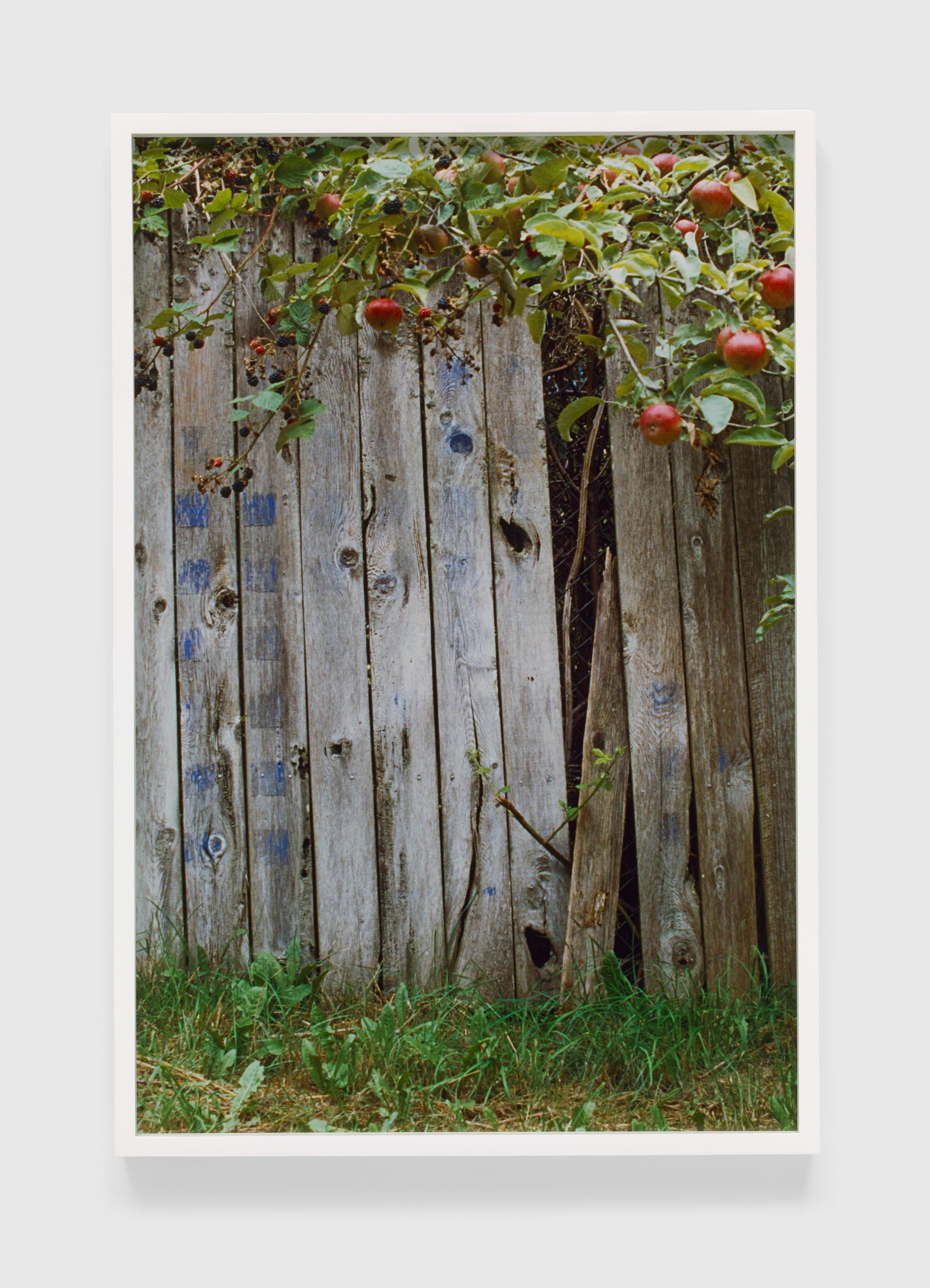 A photograph by Merrill Wagner, titled Blue, Summer Studio 1985-2003, dated 2017.