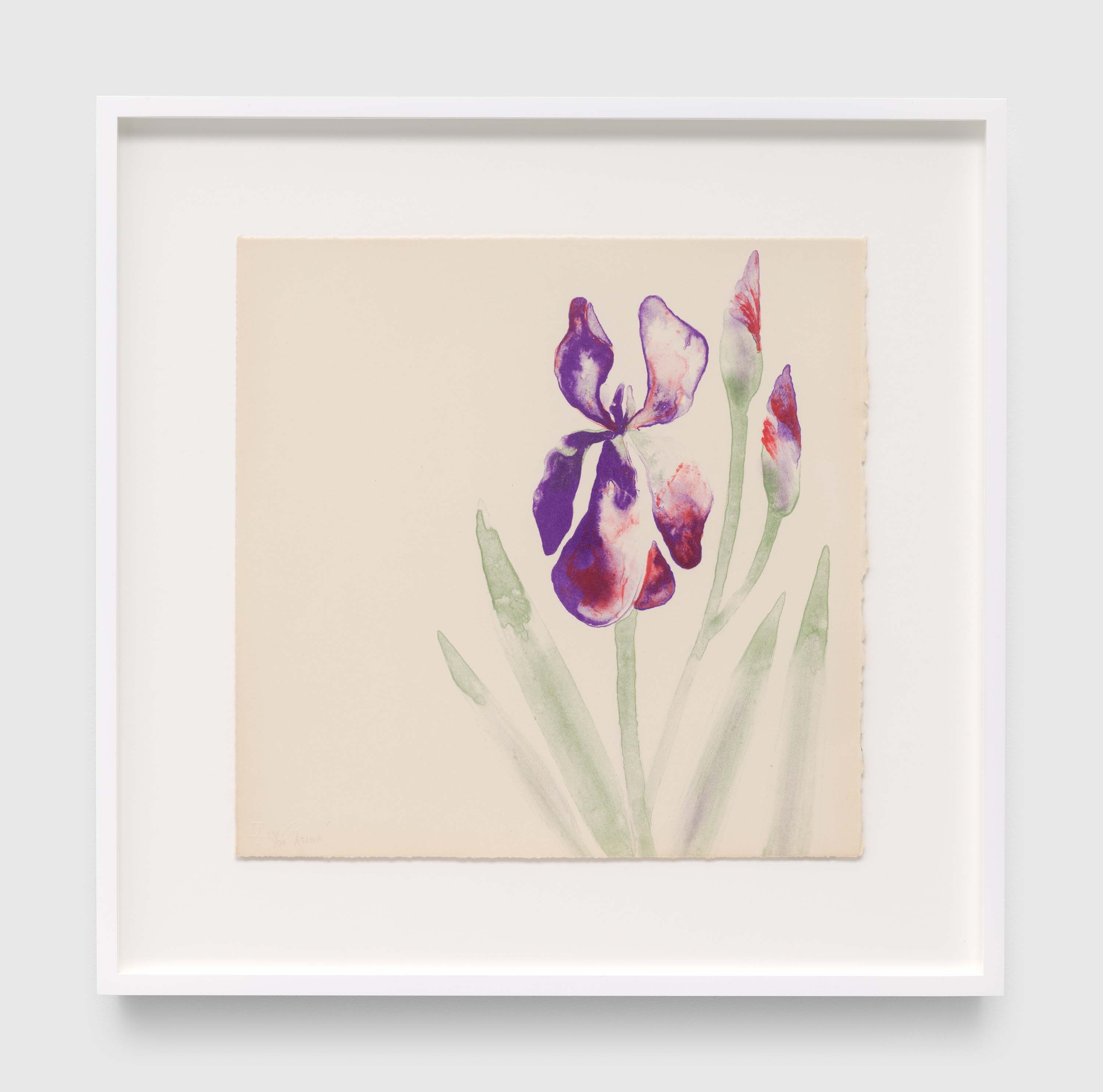 A print by Ruth Asawa, called Untitled (TAM.1492, Iris, from the Portfolio Flowers), dated 1965.