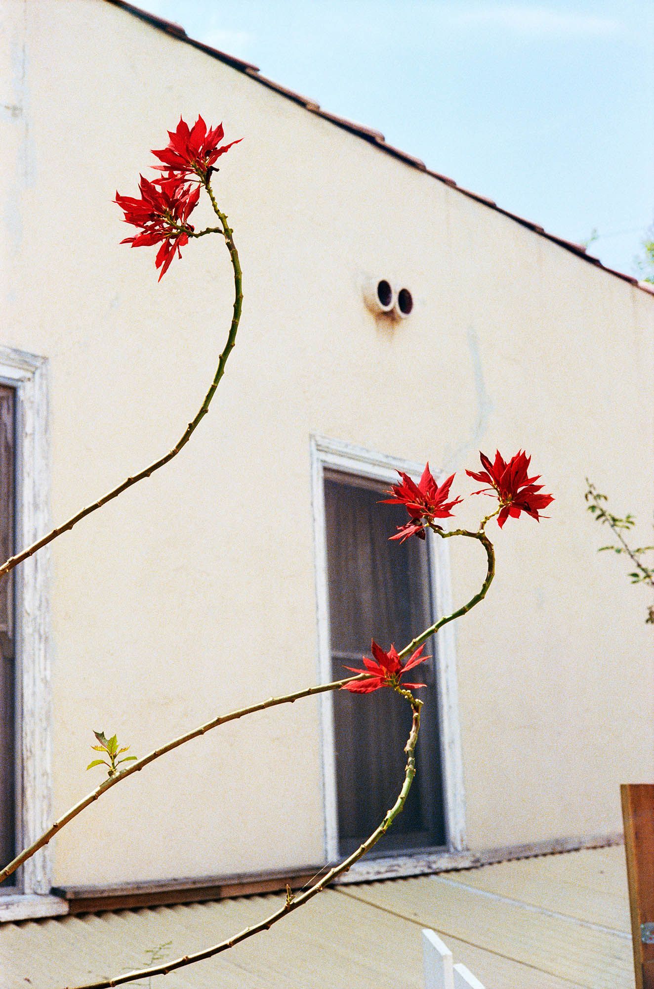 An untitled photography by William Eggleston, circa 1983 to 1986.