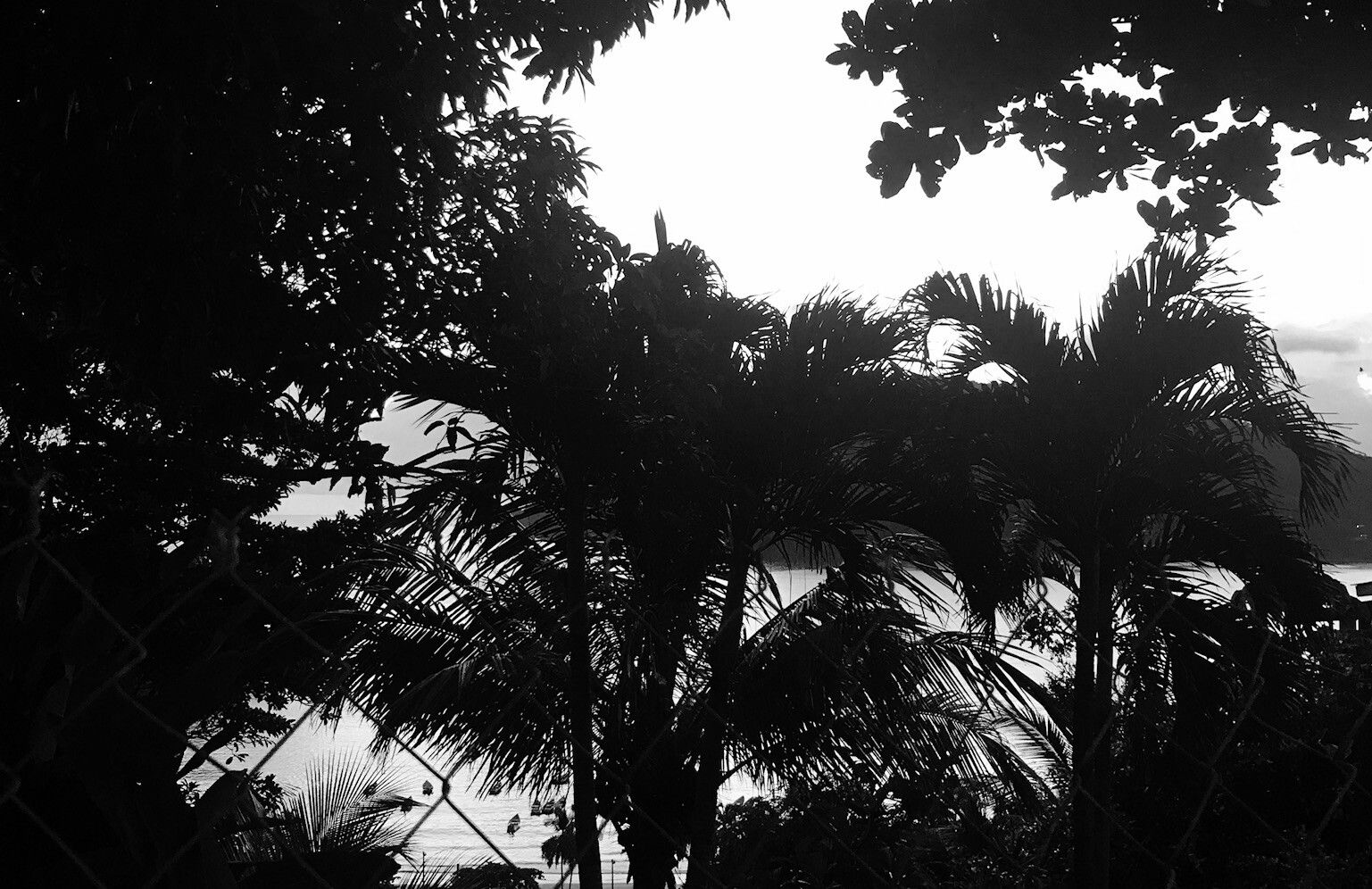 A photograph by Chris Ofili of the landscape in Trinidad.