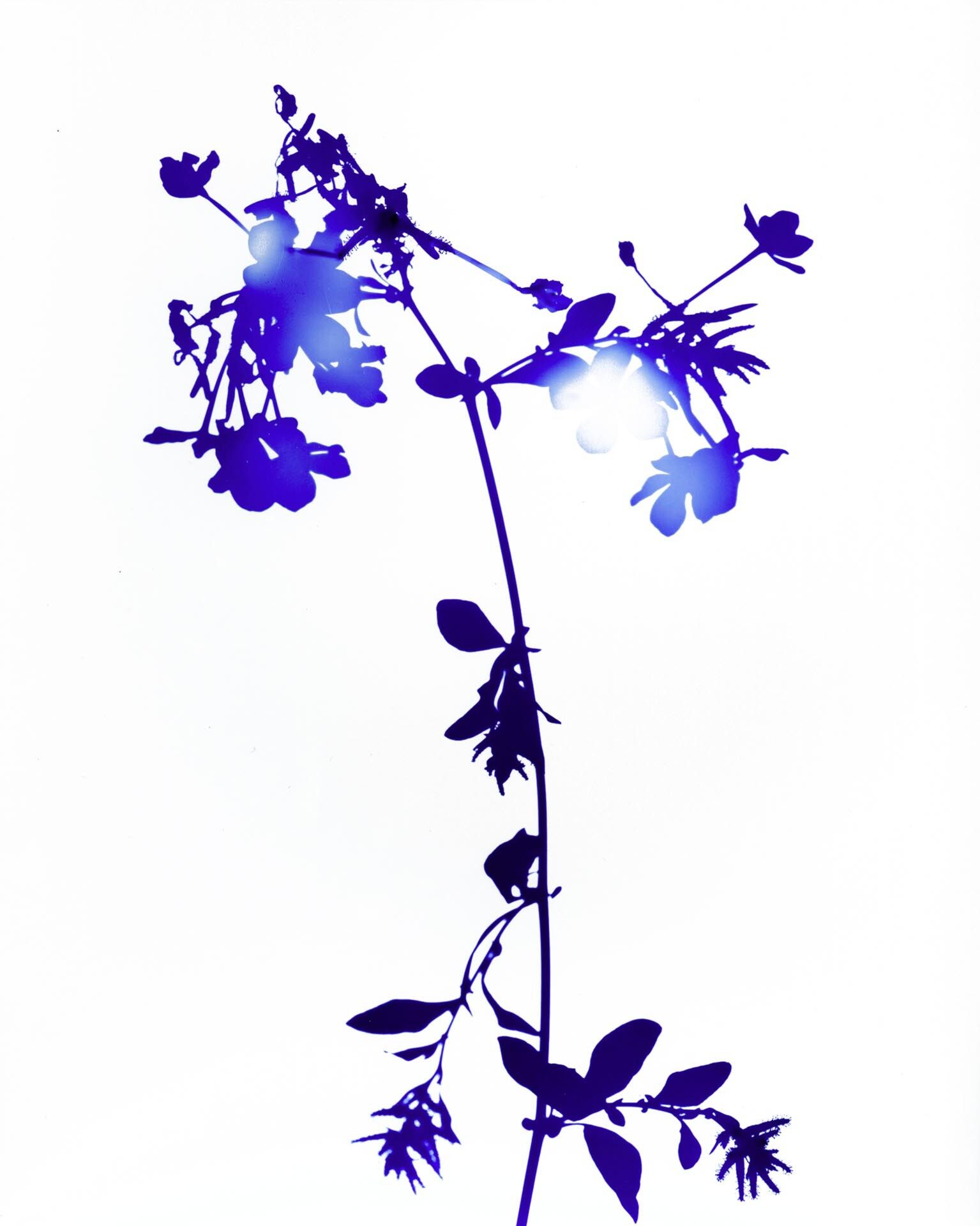 A photograph by James Welling, titled #015, dated 2004.