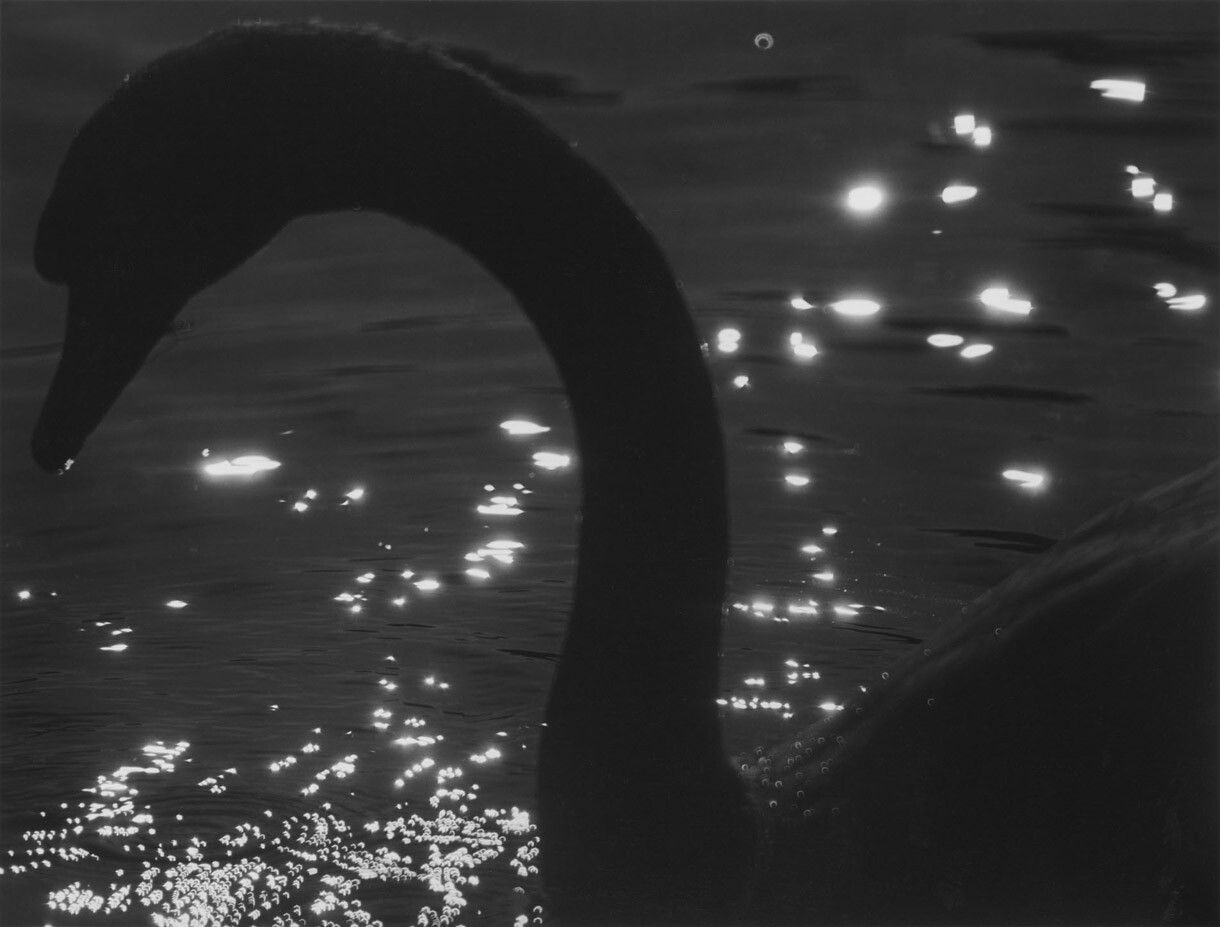 A silver gelatin print by Roy DeCarava, titled Swan, dated 1998.