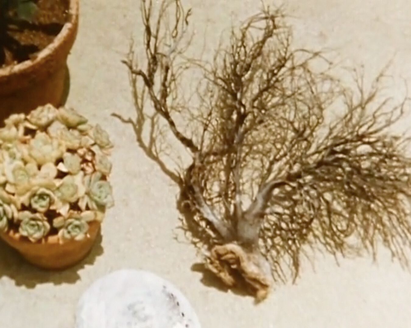 A film still from Ruth Asawa: of Forms and Growth, directed by Robert Snyder, dated 1978.