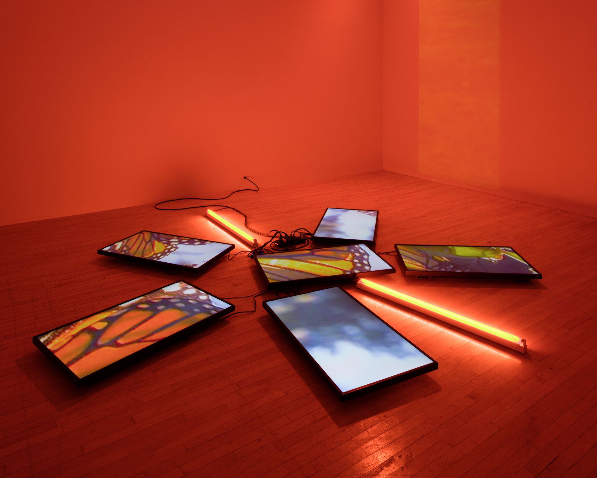 An installation view featuring Diana Thater's The Sympathetic Imagination at LACMA, Los Angeles, dated 2015