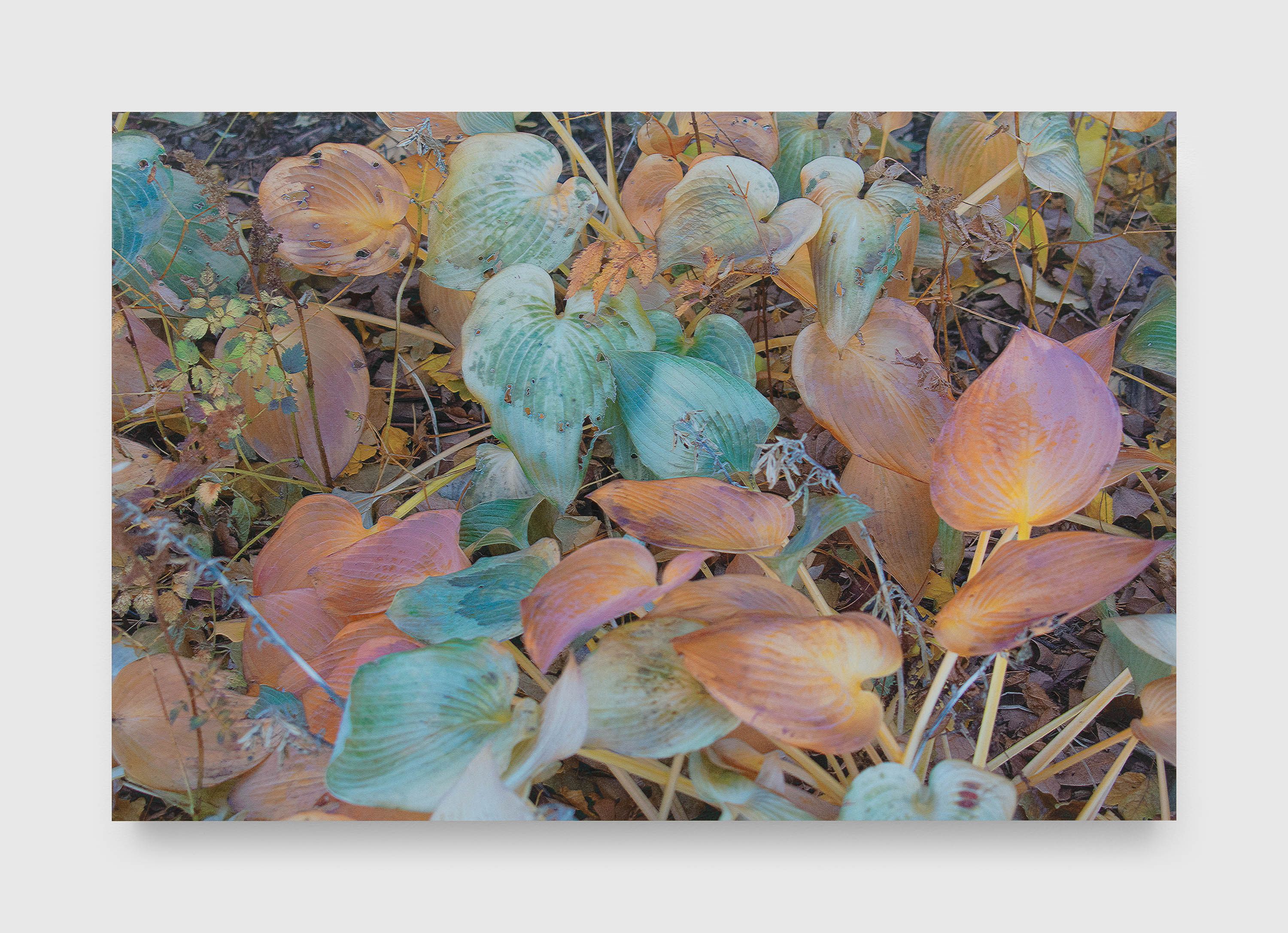A photograph by James Welling, titled Hosta, dated 2022.