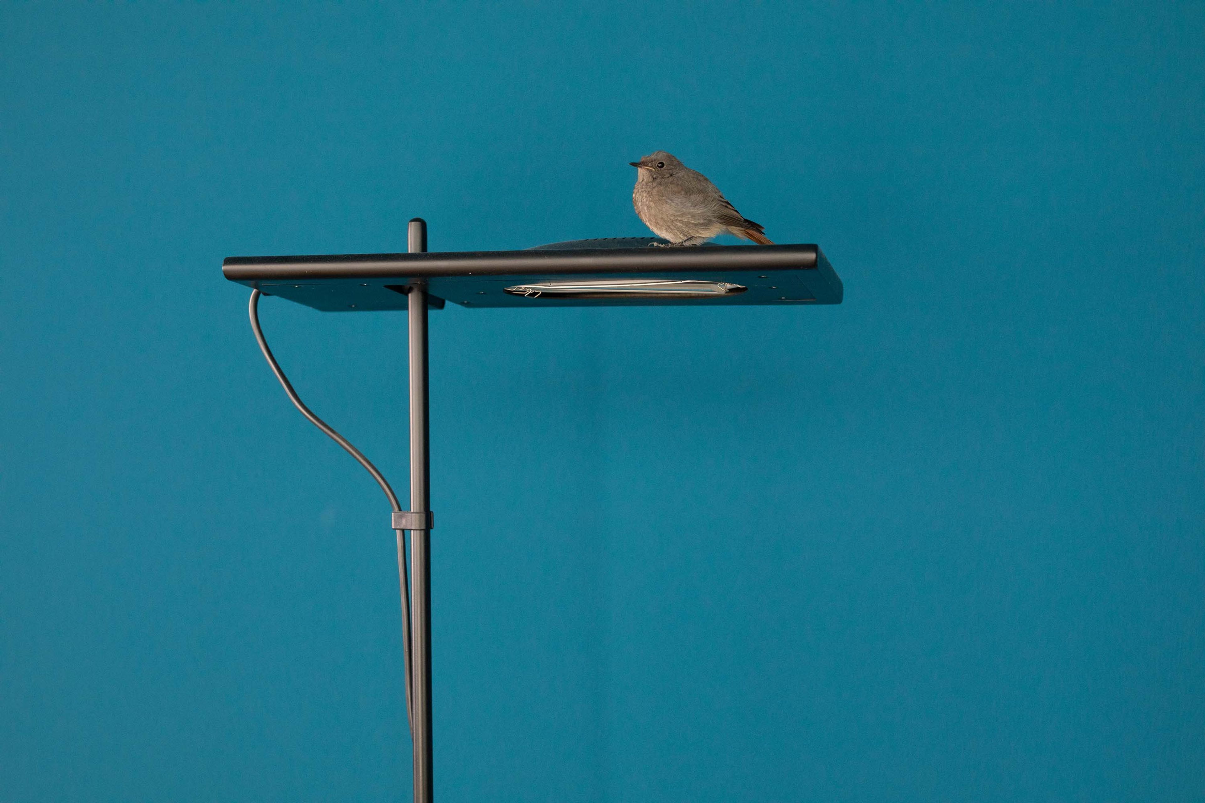 A photograph by Wolfgang Tillmans, titled ﻿Junger Hausrotschwanz, dated 2022.