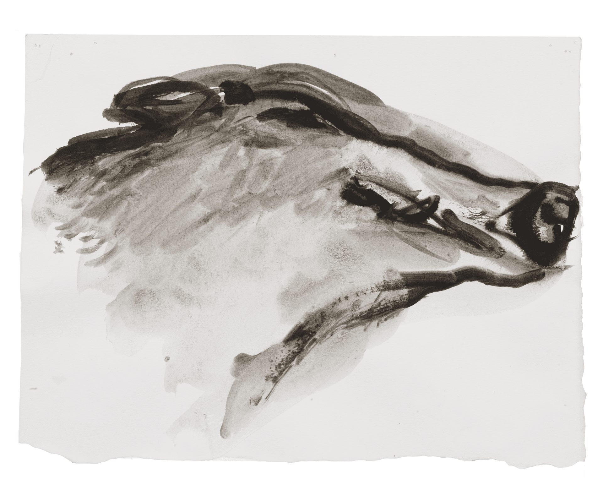 A drawing by Marlene Dumas, titled The boar smiles, dated 2015 to 2016.
