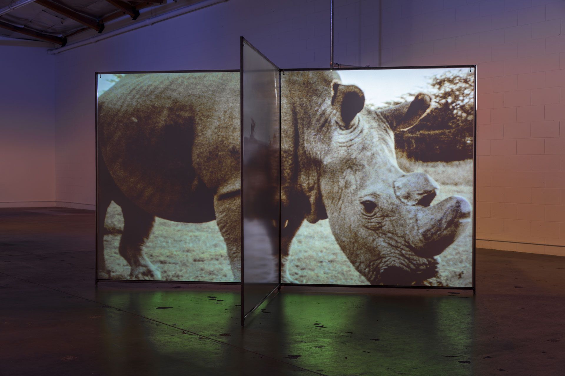 An installation view featuring Diana Thater's A Runaway World at The Mistake Room, Los Angeles, dated 2017