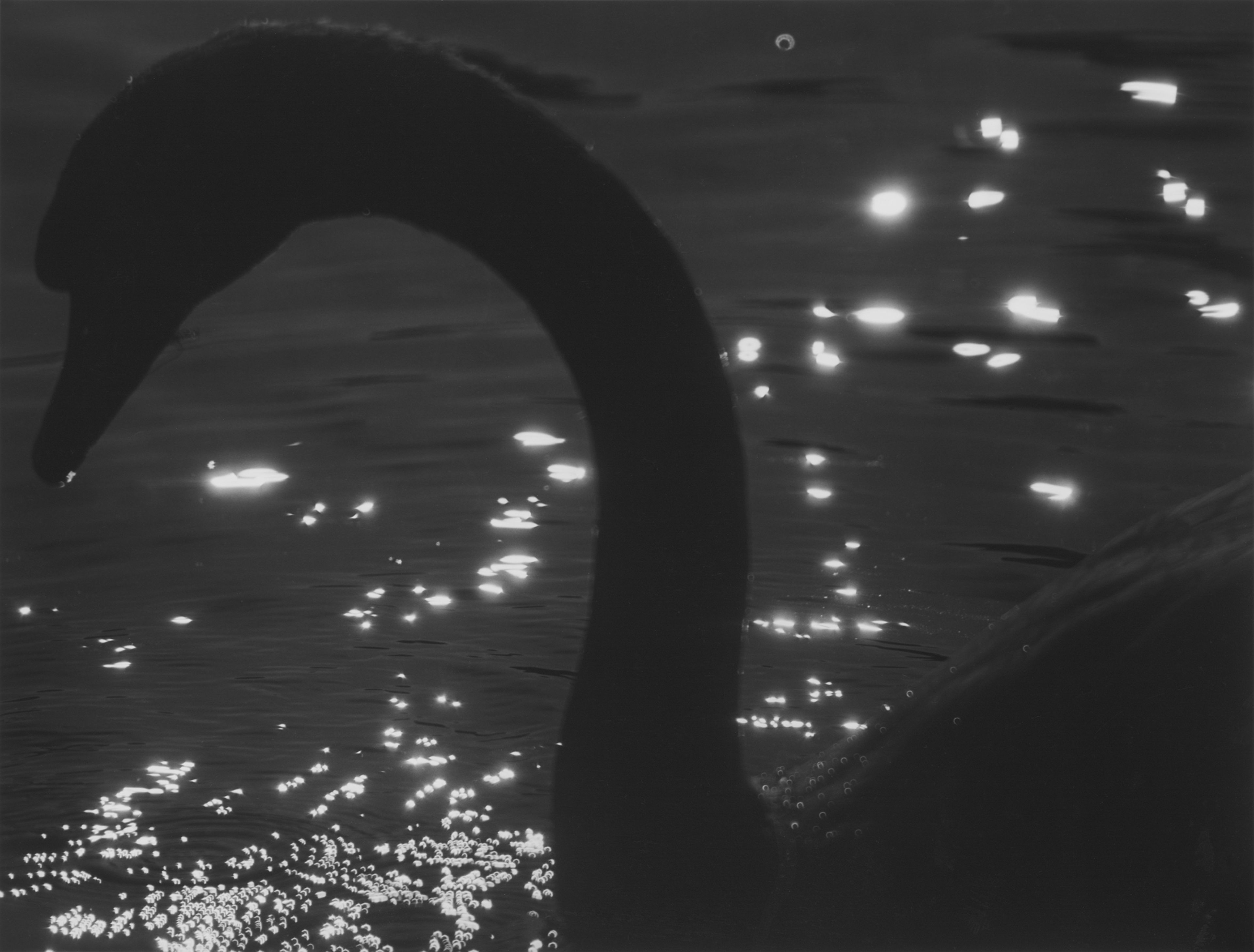 A photograph by Roy de Carava titled Swan, water lights, dated 1995.