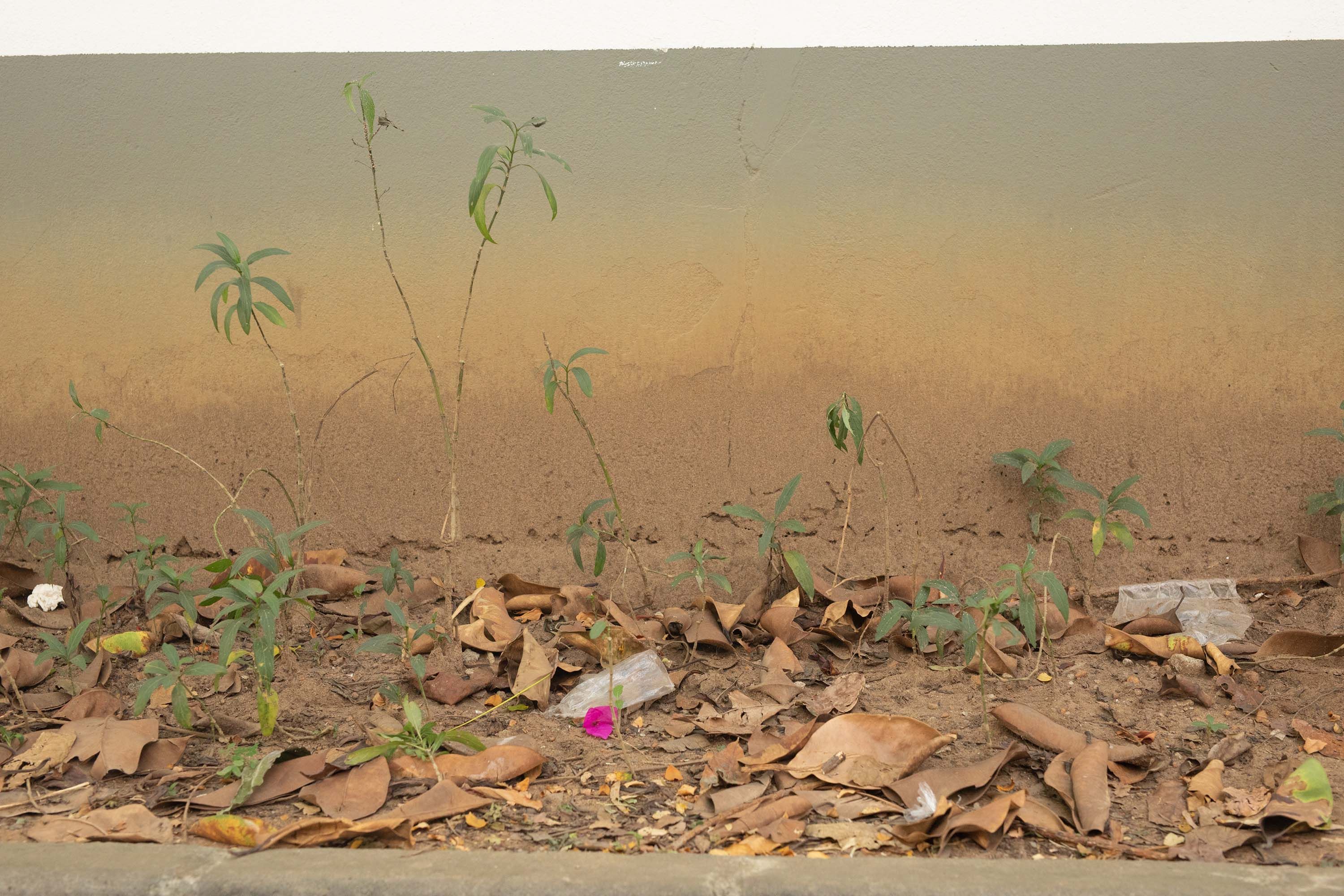 A photograph by Wolfgang Tillmans, titled ﻿Rain Splashed Painted Life, dated 2022.
