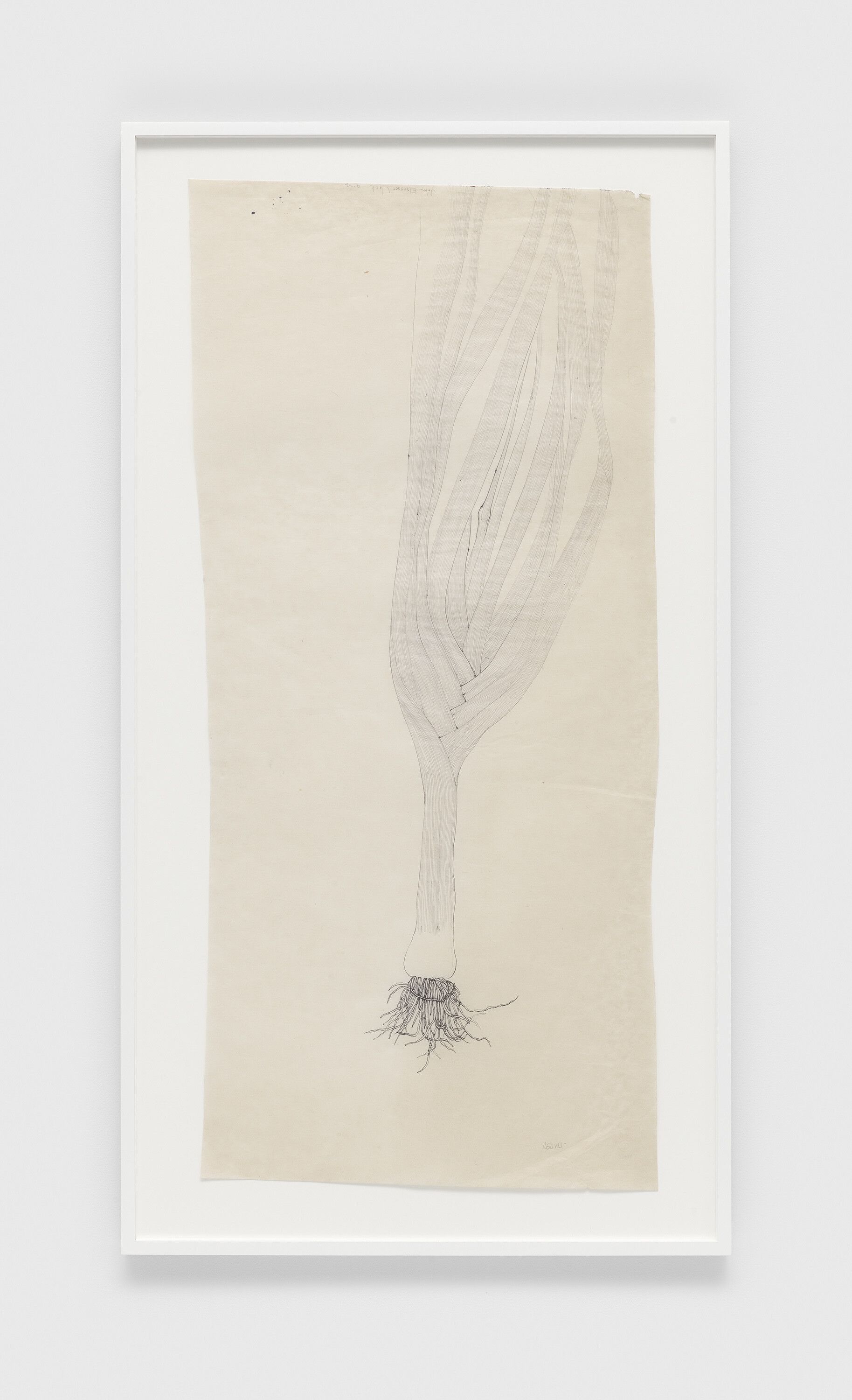 A pen and black ink on technical paper artwork by Ruth Asawa, titled Untitled (PF.825, John Elsesser's Leek), dated 1976.