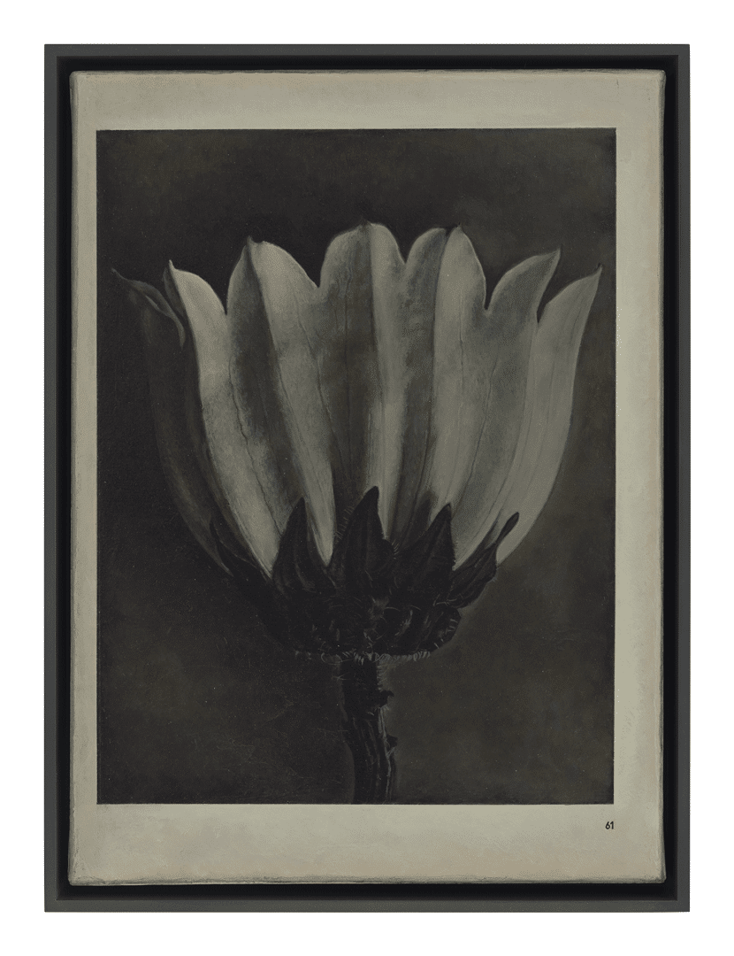 A painting by Liu Ye, titled Book Painting No. 24 (Karl Blossfeldt, Wunder in der Natur, H. Schmidt & C. Gruenter, Leipzig, 1942, Page 61), dated 2019.
