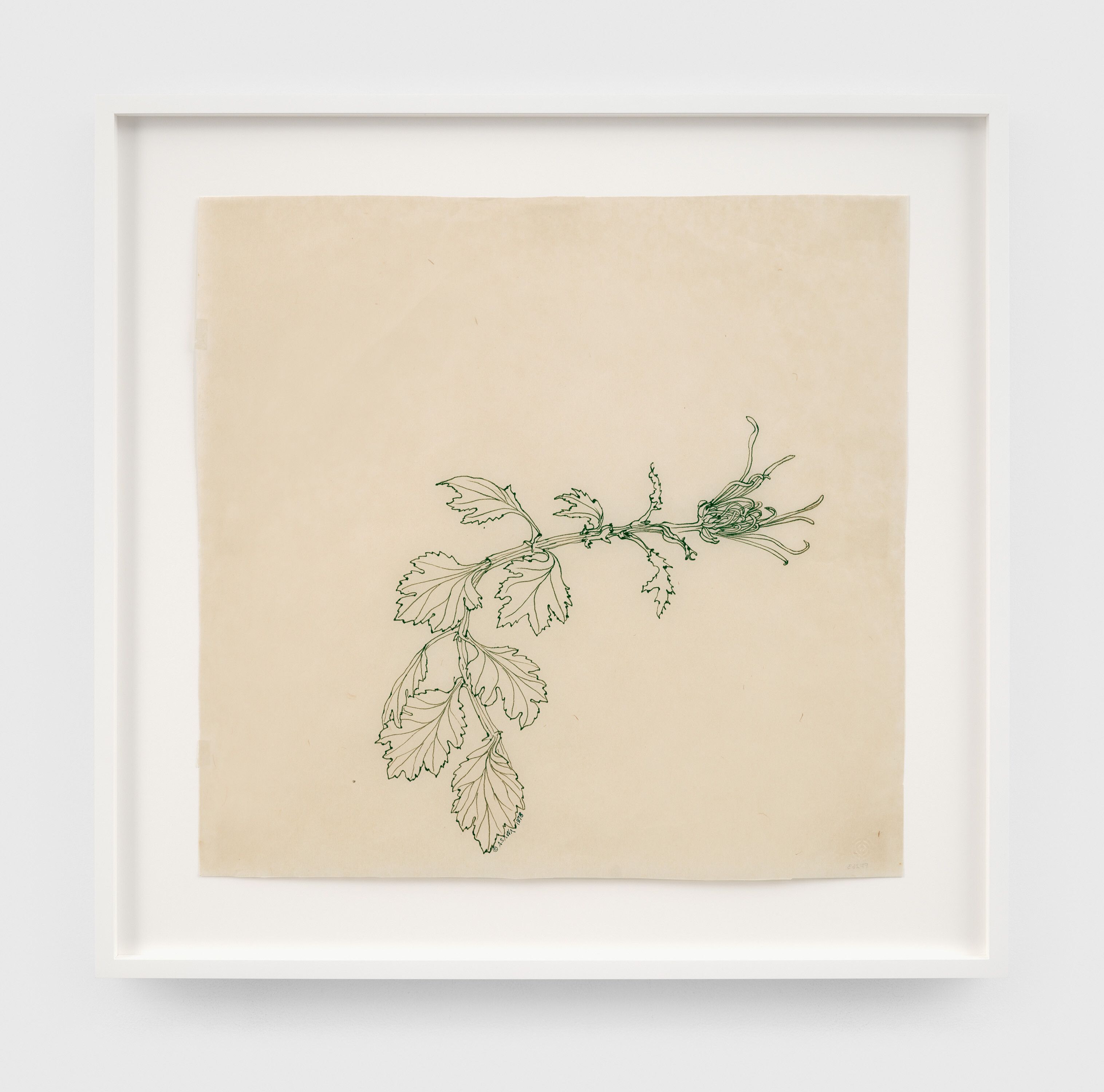A pen and green ink on technical paper artwork by Ruth Asawa, titled Untitled (PF.263, Chrysanthemum), dated 1978.