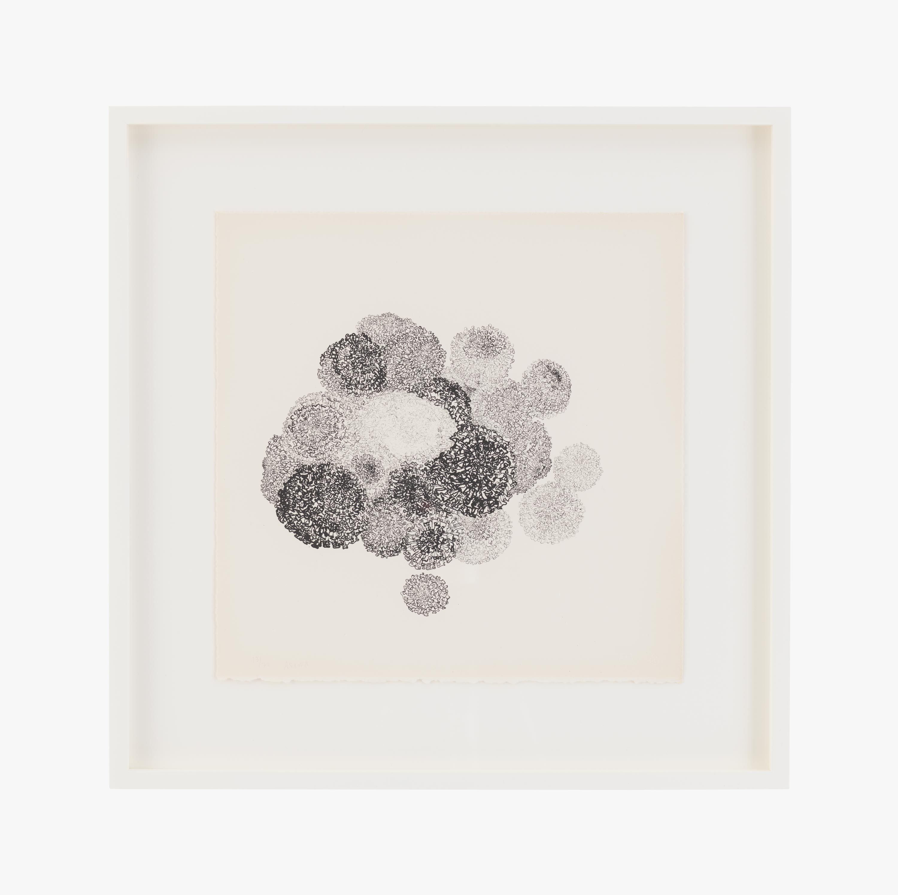 A print by Ruth Asawa, called Untitled (TAM.1483, Marigolds), dated 1965.