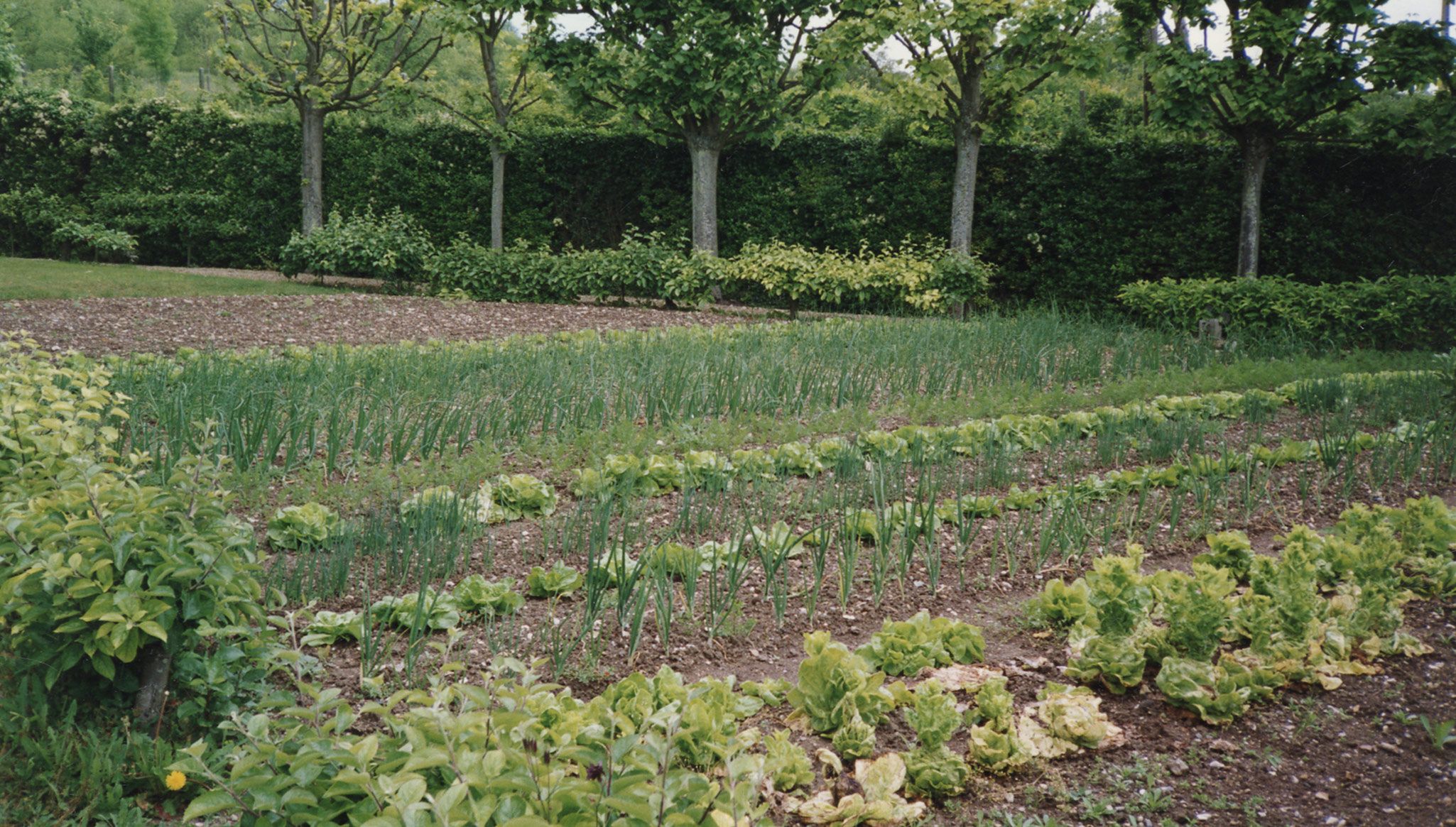 A photo of Joan Mitchell’s garden in Vétheuil.