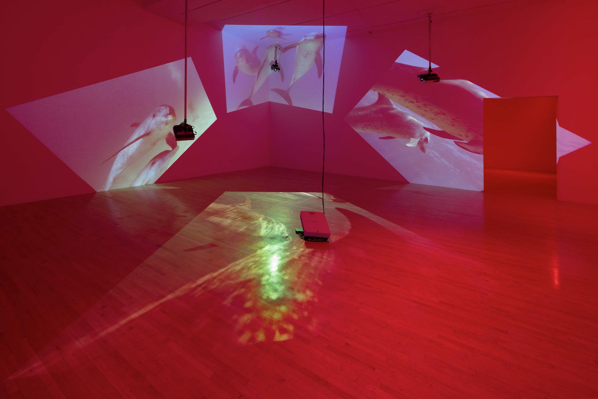 An installation view featuring Diana Thater's The Sympathetic Imagination at LACMA, Los Angeles, dated 2015