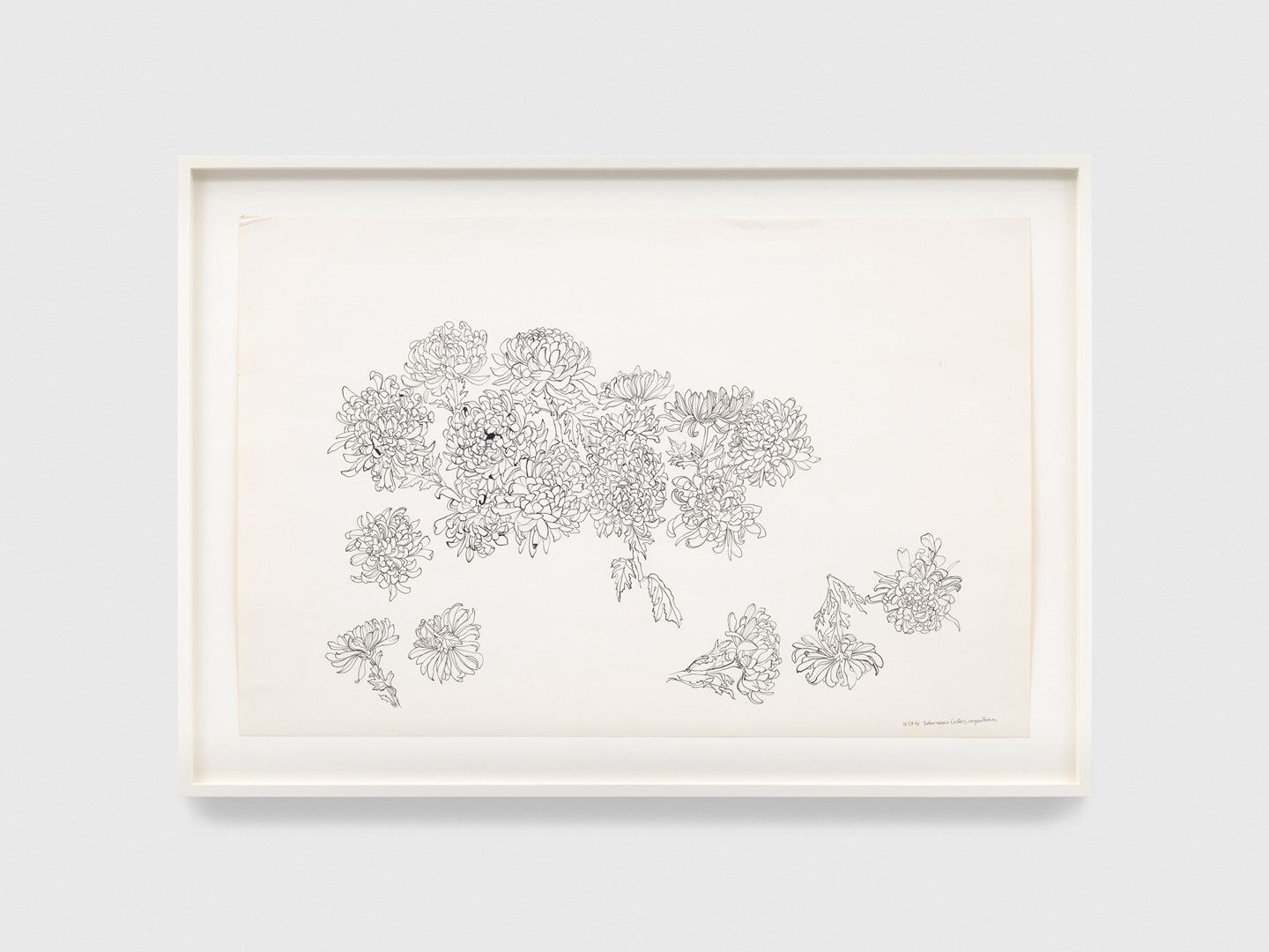 An ink drawing on paper by Ruth Asawa, titled Embarcadero Center's Chrysanthemum (PF.900), dated 1993.