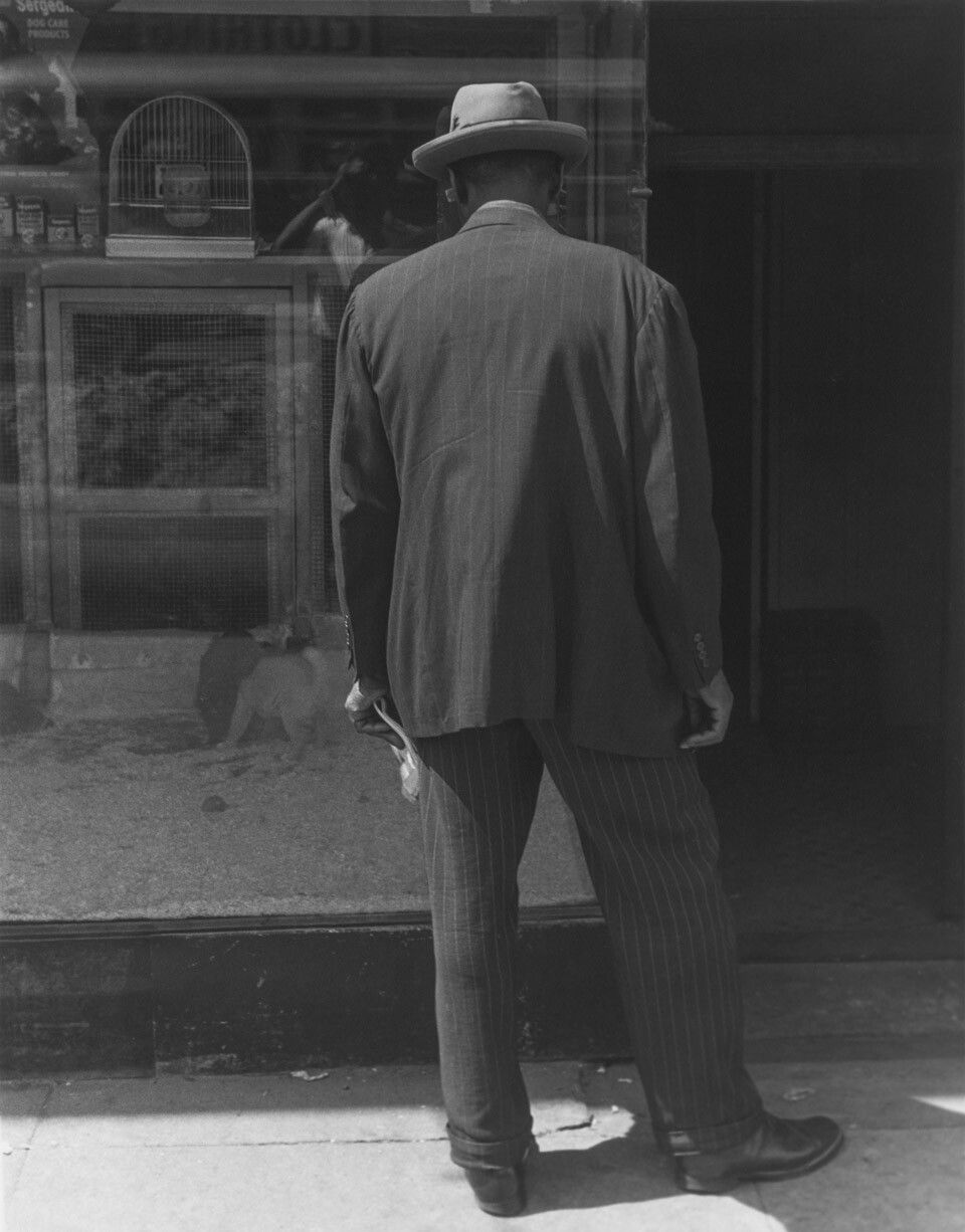 A silver gelatin print by Roy DeCarava, titled Man looking in pet store window, dated 1952.