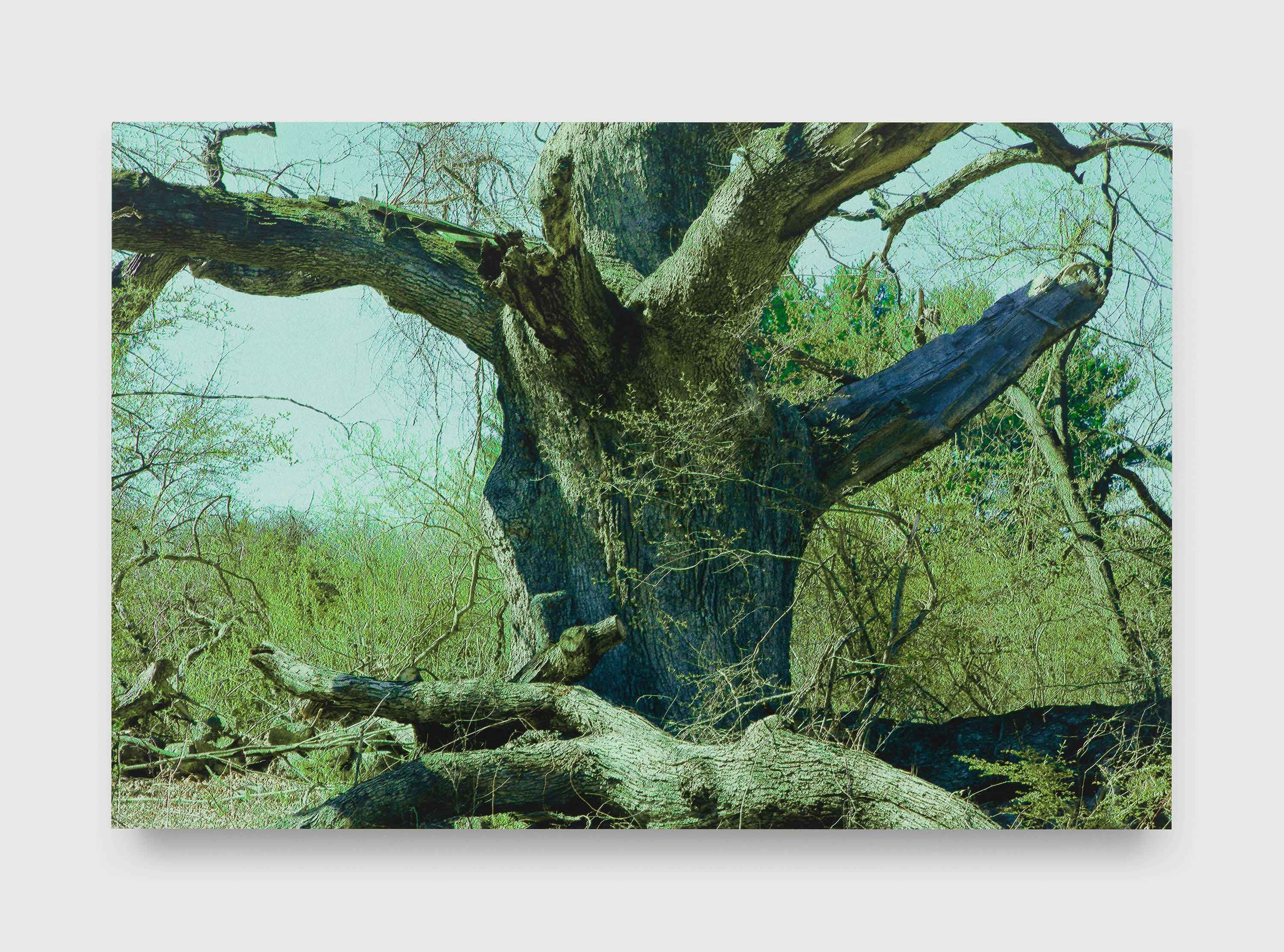 A photograph by James Welling, titled Oak, dated in 2013 and 2023.