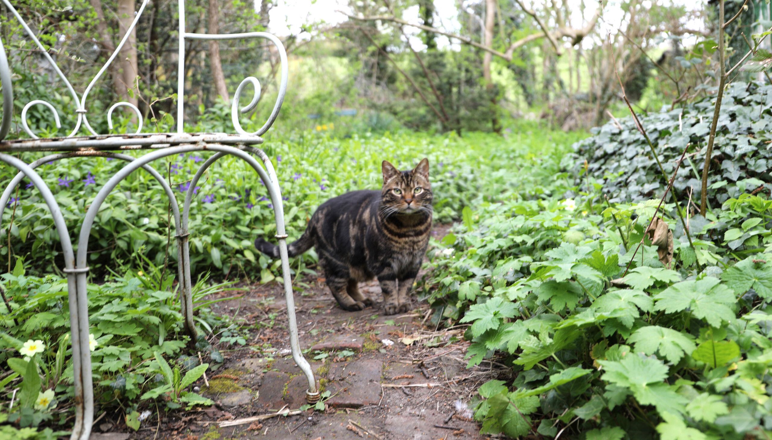 A photo taken at Rose Wylie’s home and studio, dated 2021.