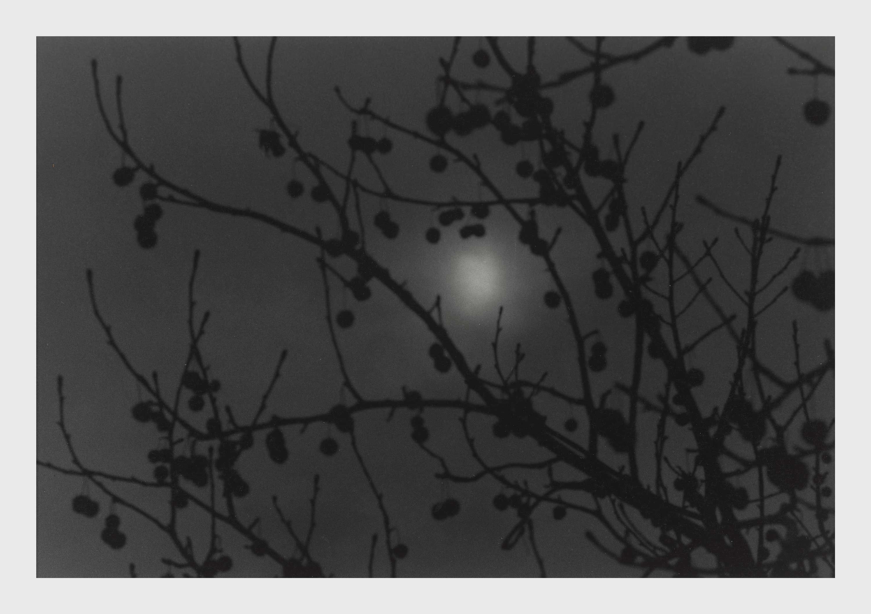 A photograph by Roy DeCarava, titled Moon and branches, dated 2001.