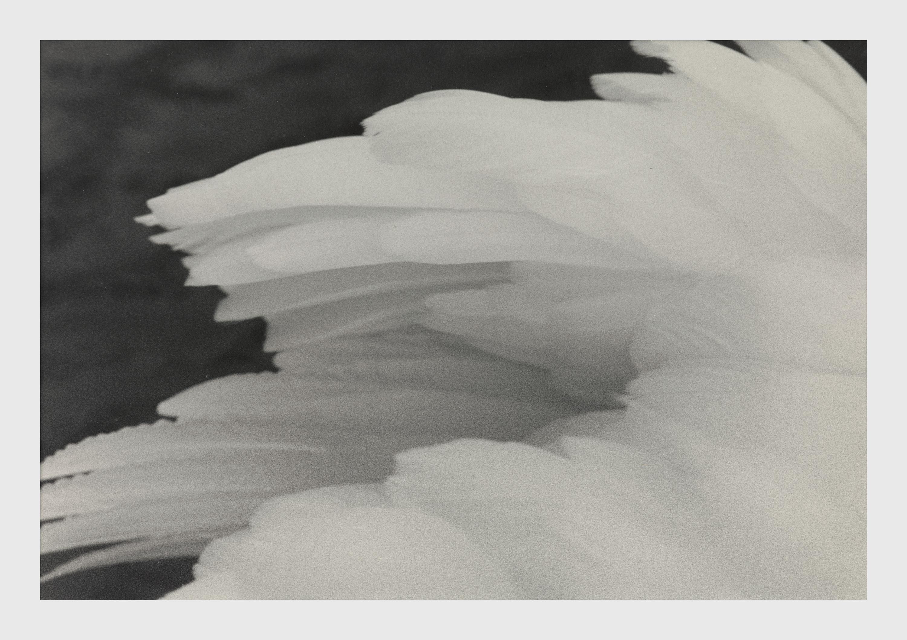 A photograph by Roy DeCarava, titled Swan feathers, dated 1991.