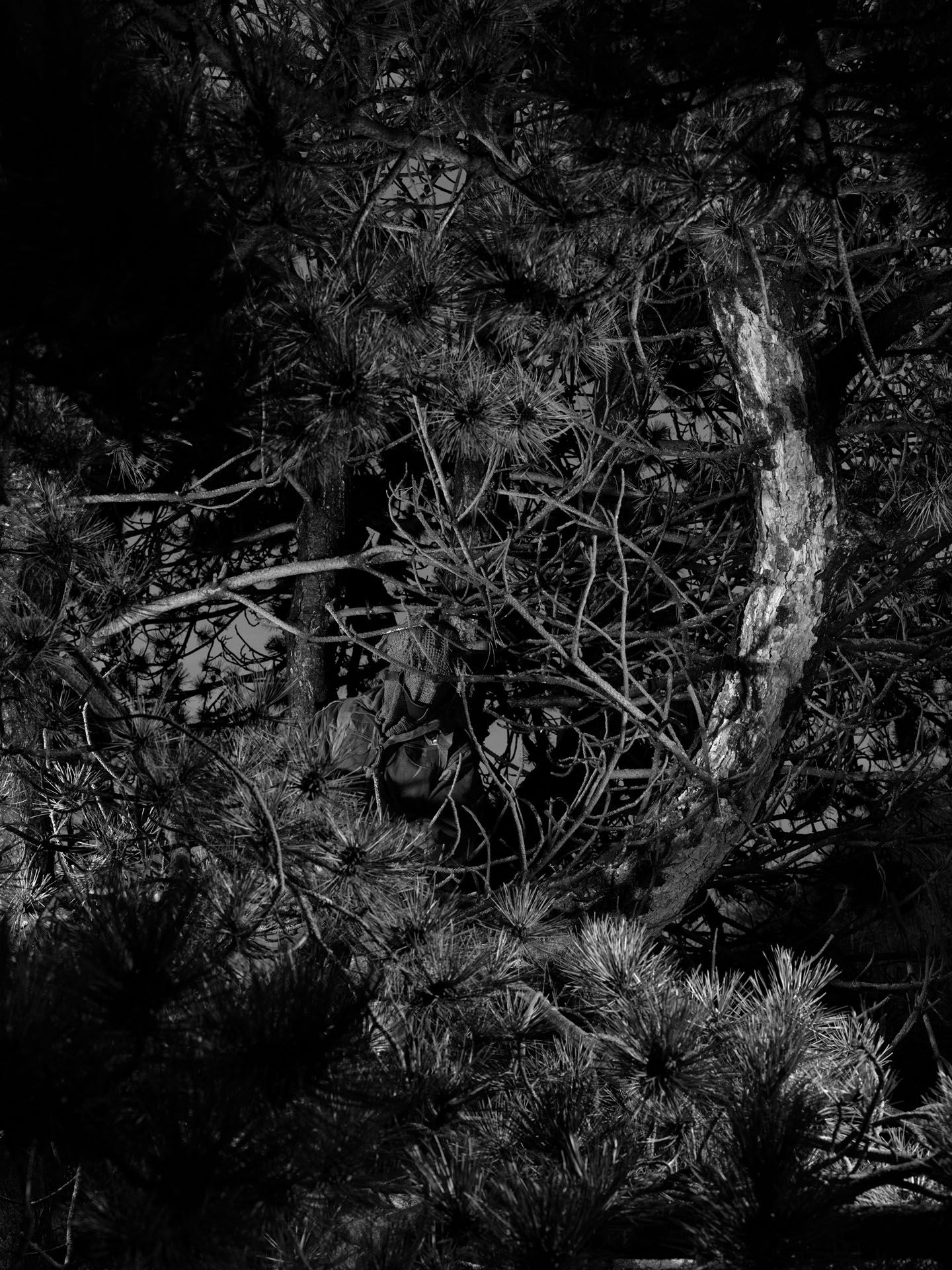 A photograph by Stan Douglas, titled Camouflage, 1945, dated 2010. 