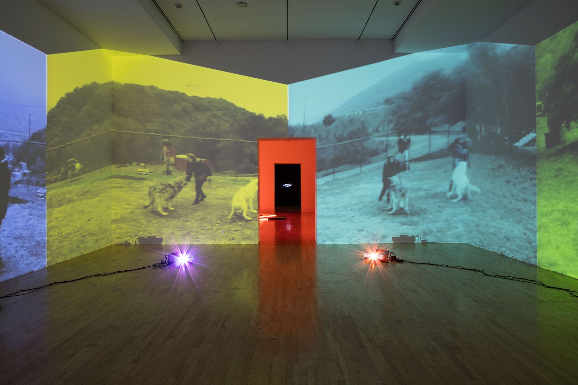 An installation view featuring Diana Thater's The Sympathetic Imagination at LACMA, Los Angeles, dated 2015
