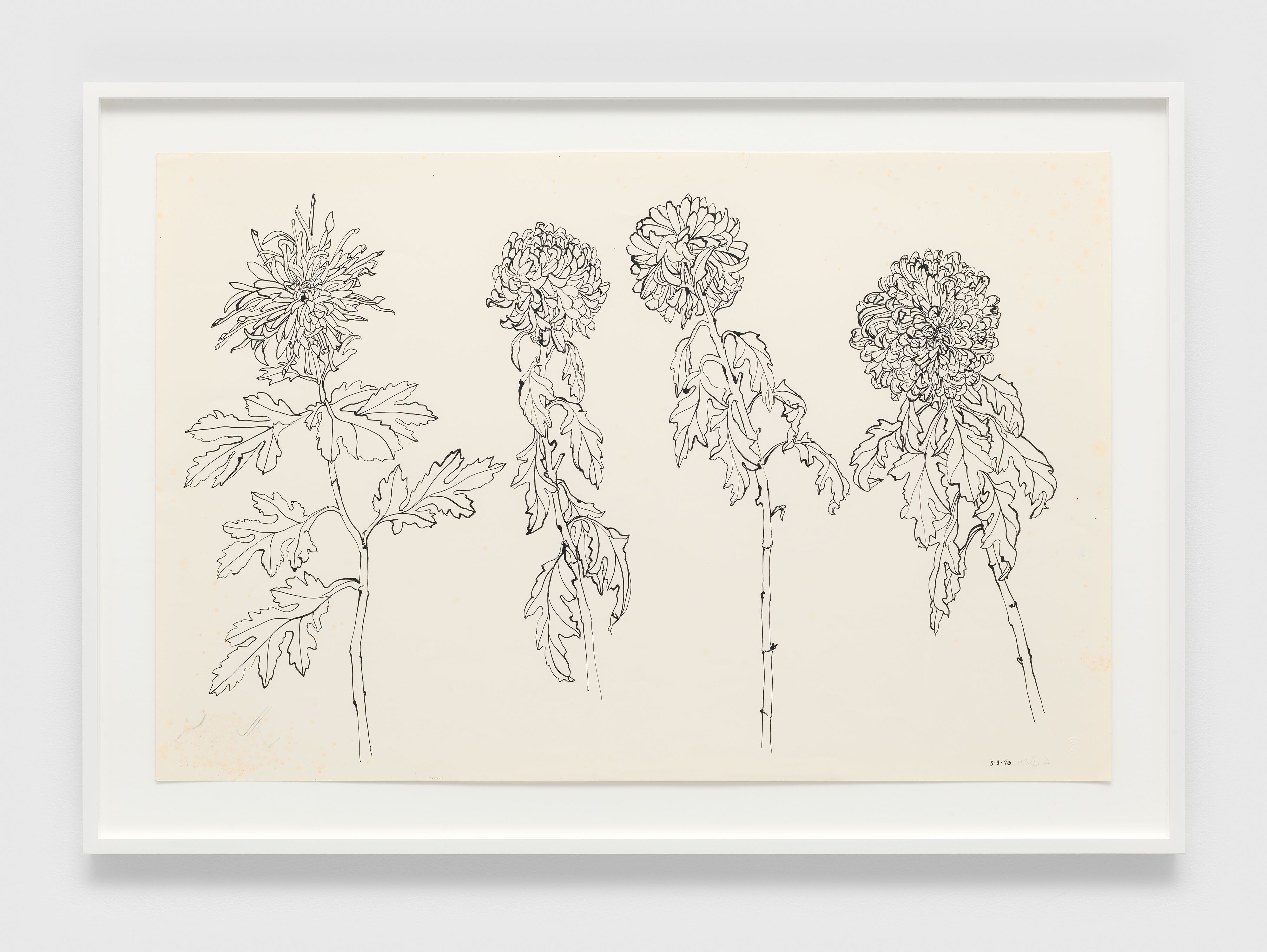 A dip pen and black ink on paper artwork by Ruth Asawa, titled Untitled (PF.538, Four Chrysanthemum Stems), dated 1990.