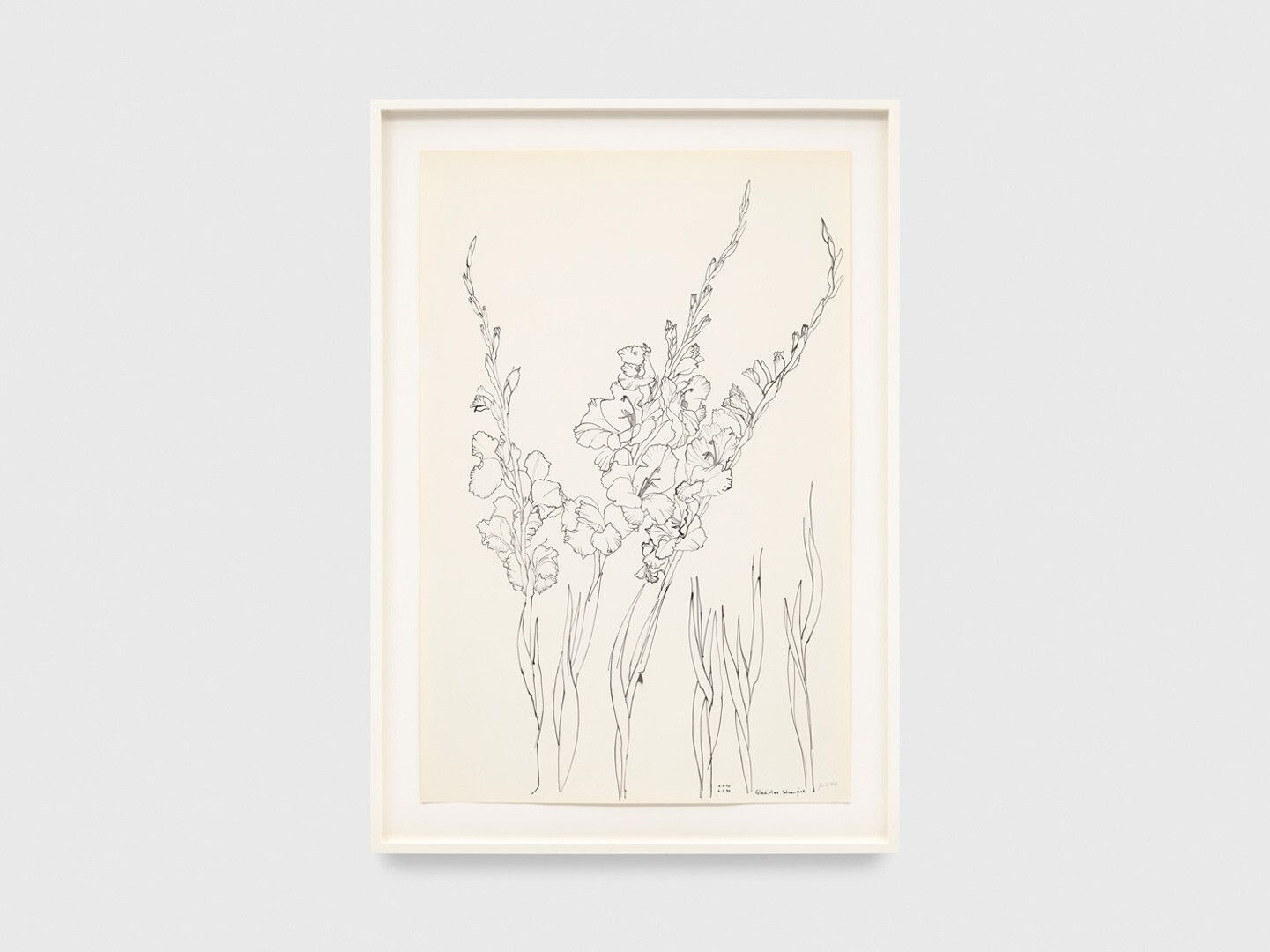 An ink drawing on paper by Ruth Asawa, titled Gladiolas Salmon Pink (PF.589), dated 1990.