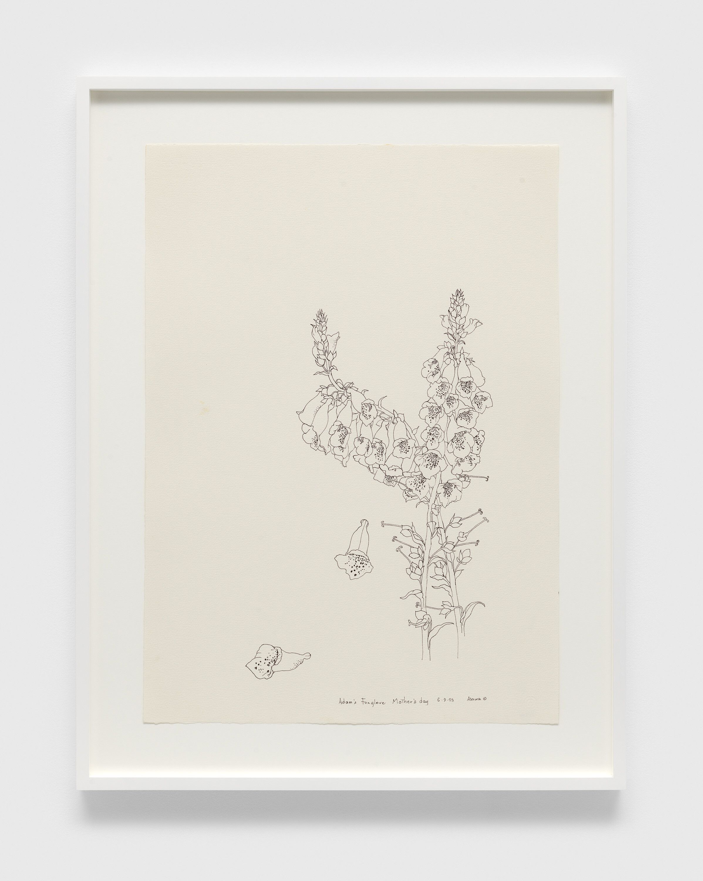 A pen and black ink on watercolor paper artwork by Ruth Asawa, titled Adam's Foxglove Mother's Day (PF.846), dated 1993.