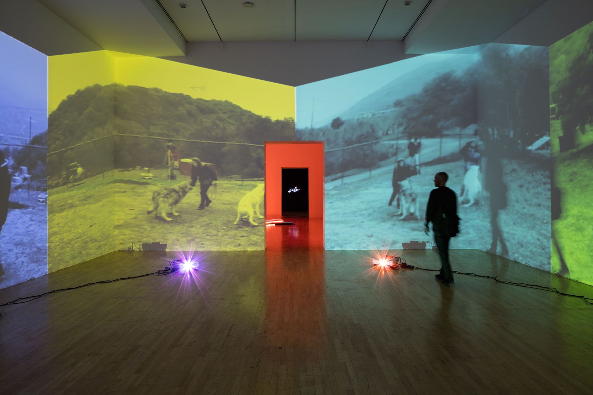 An installation view featuring Diana Thater's The Sympathetic Imagination at LACMA, Los Angeles, dated 2015