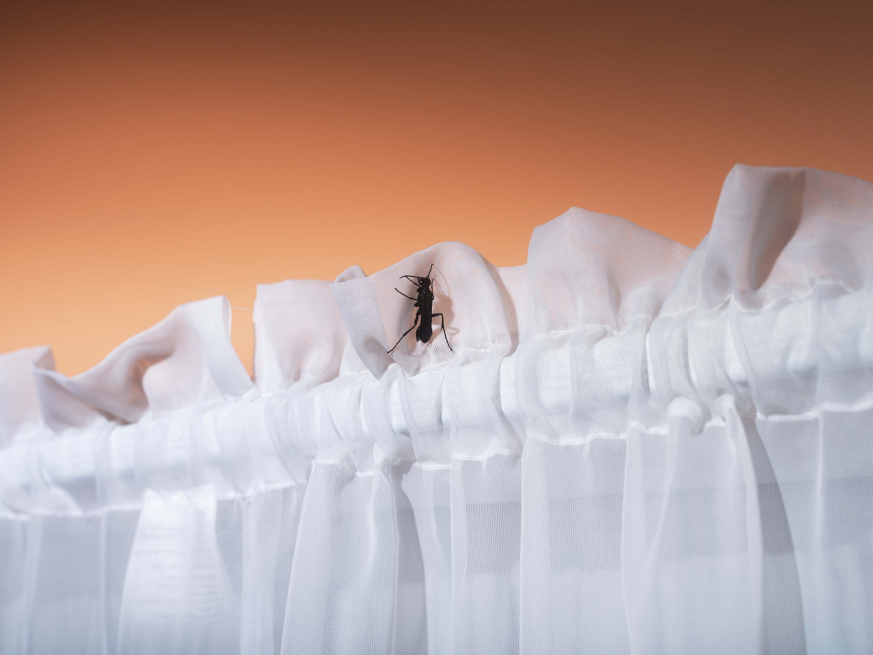 An archival pigment print by Emily Barresi, titled The Wasp, dated 2021.