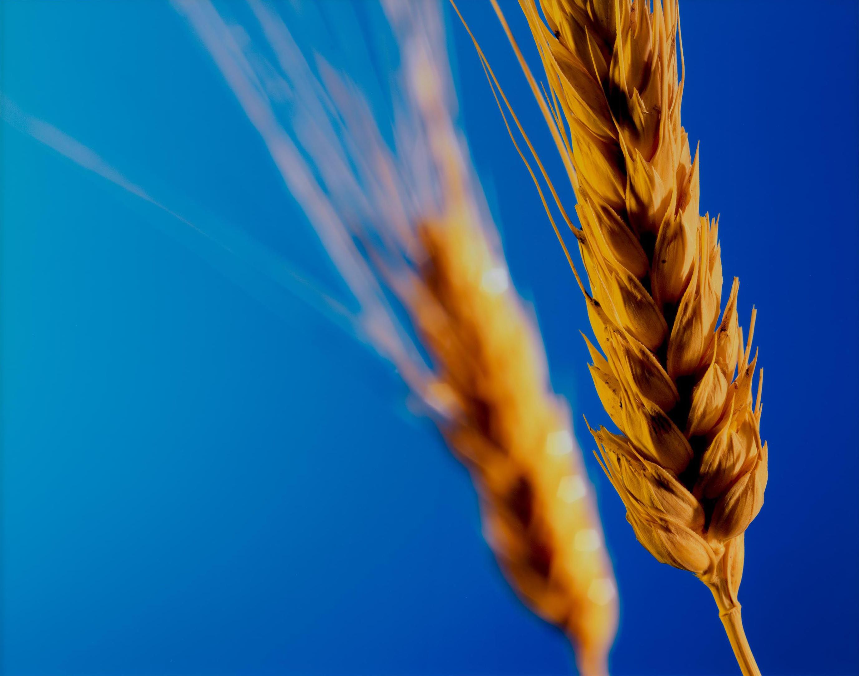 A detail from a photograph by Christopher Williams, titled  ∆d = df - dn (Harvest Season) Studio Rhein Verlag, Düsseldorf, December 17, dated 2016.