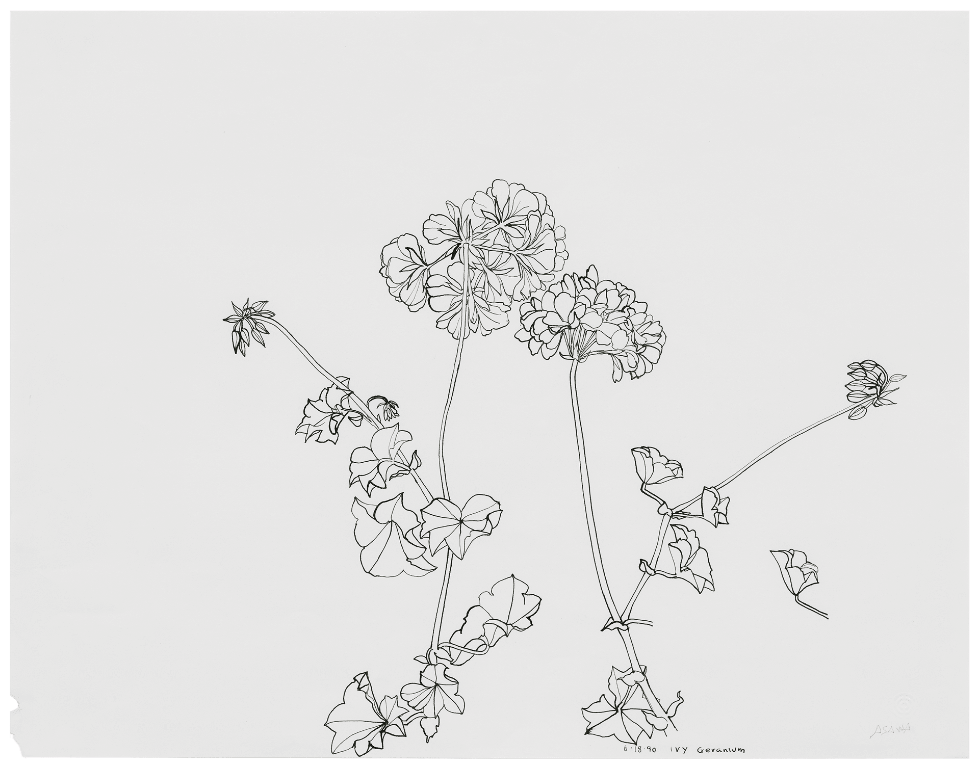 A drawing by Ruth Asawa, titled Ivy Geranium (PF.566 Two Stems), dated 1990.