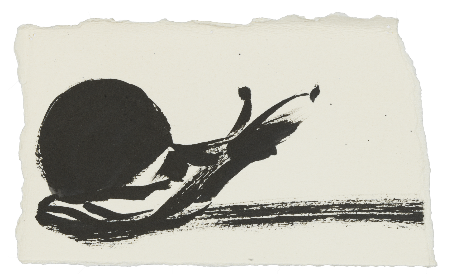 A drawing by Marlene Dumas, titled The snail, dated 2015 to 2016.