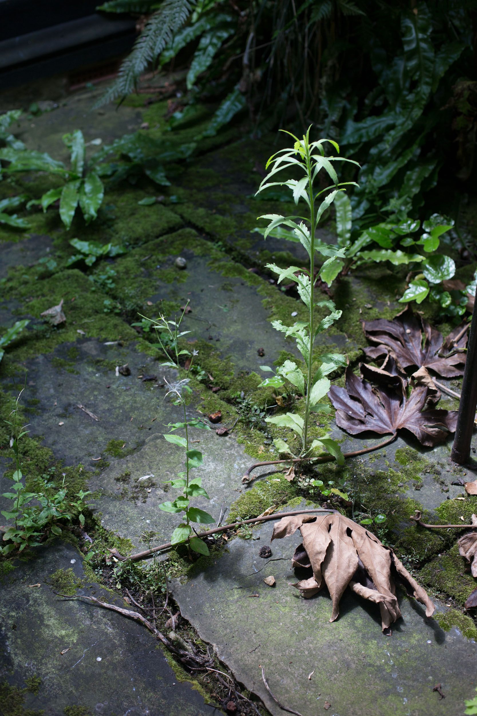 A photograph by Wolfgang Tillmans, titled Weed, dated 2014.