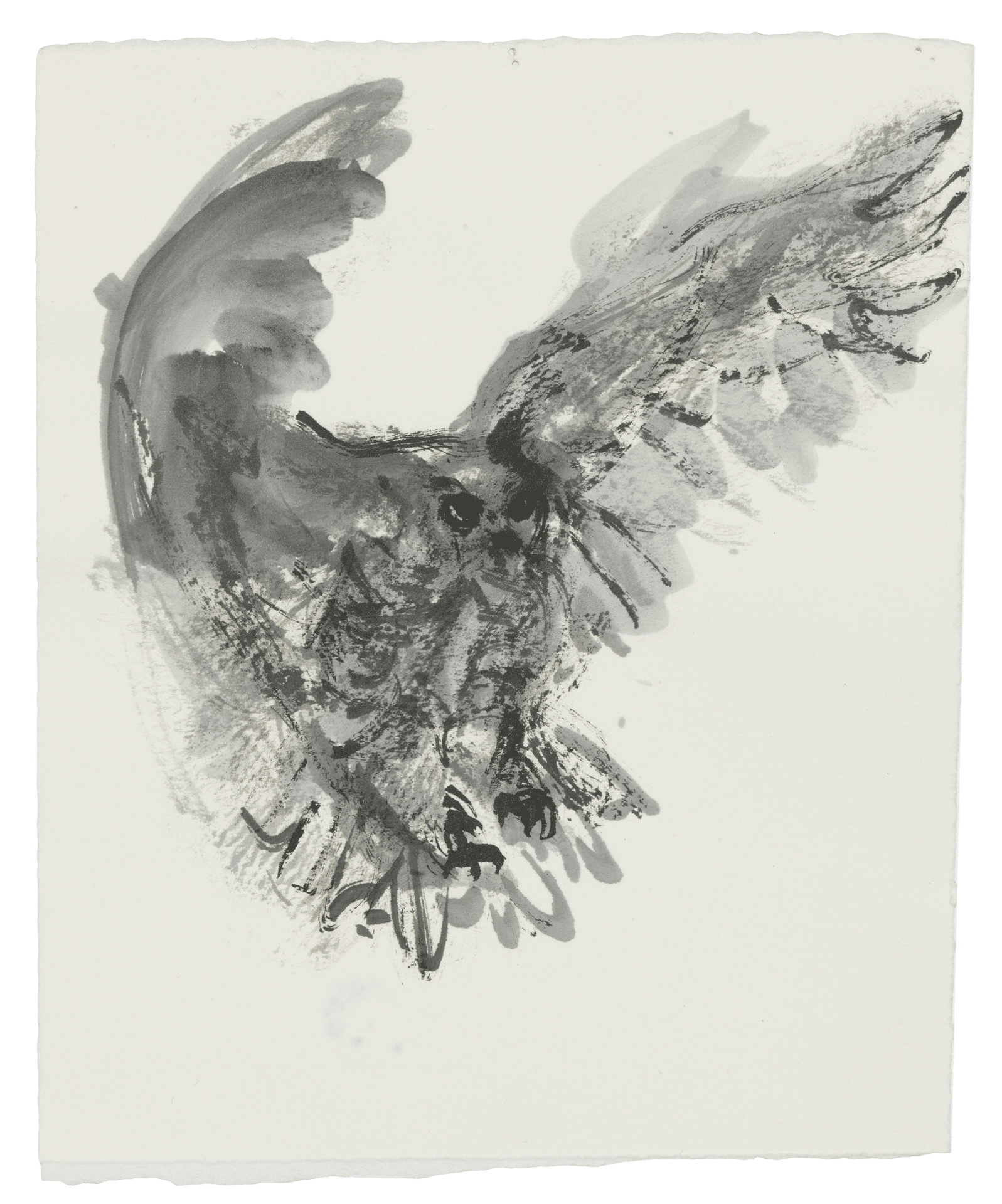A drawing by Marlene Dumas, titled The owl, dated 2015 to 2016.