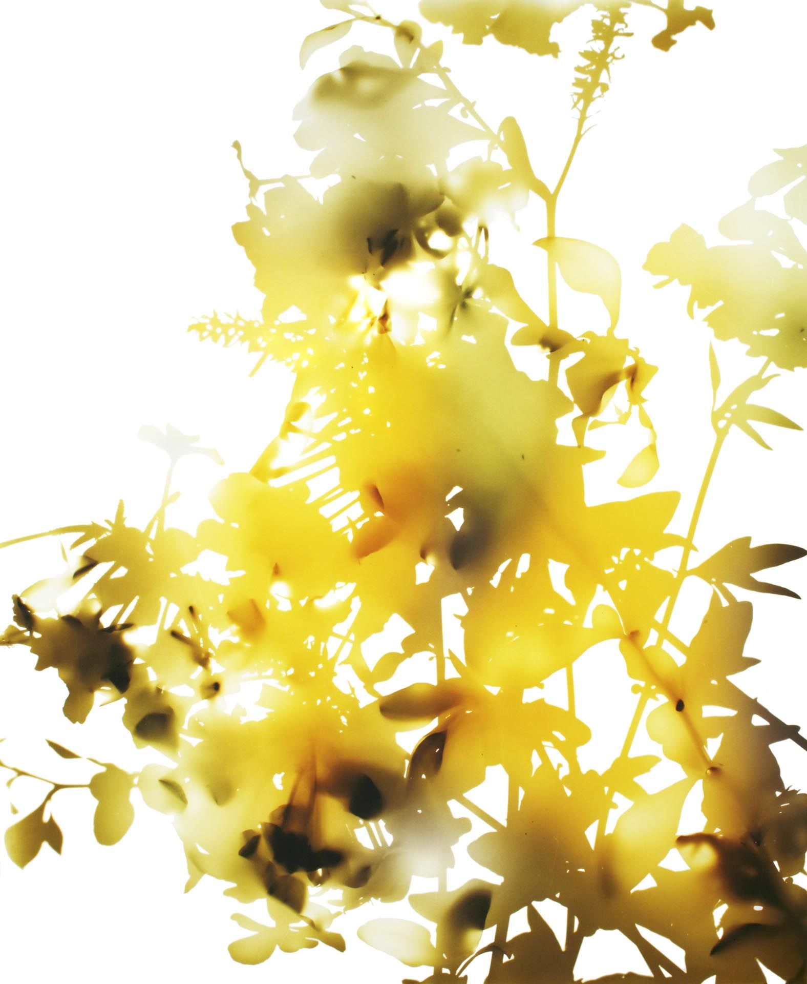 A photograph by James Welling, titled 009, dated 2006. 