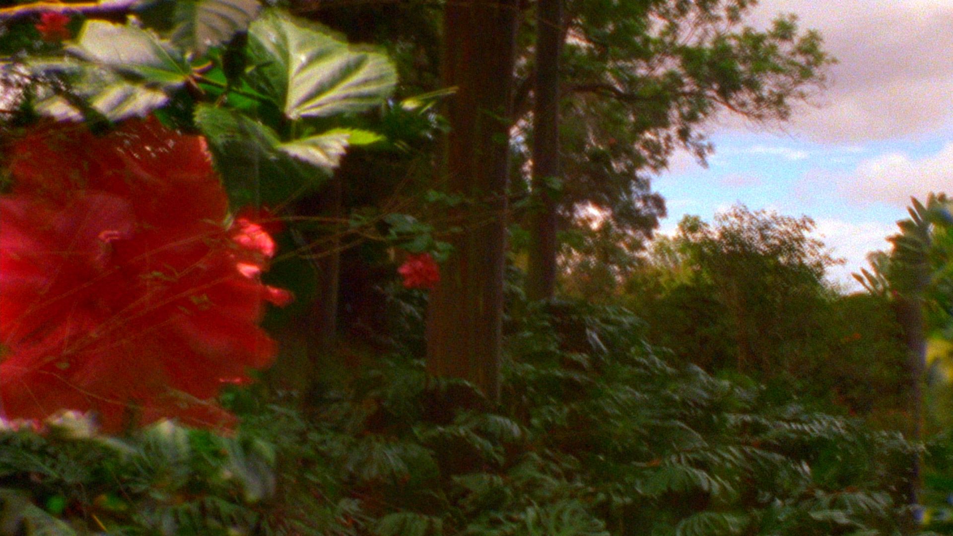 A detail from an artwork by Diana Thater, titled The Road to Hana Two, dated 2014.
