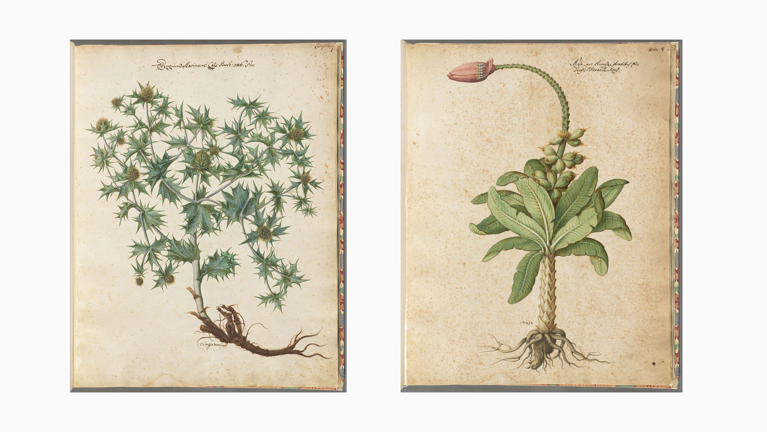 Pre-Linnean herbarium, 1600. Milan, Museo Civico Di Storia Naturale