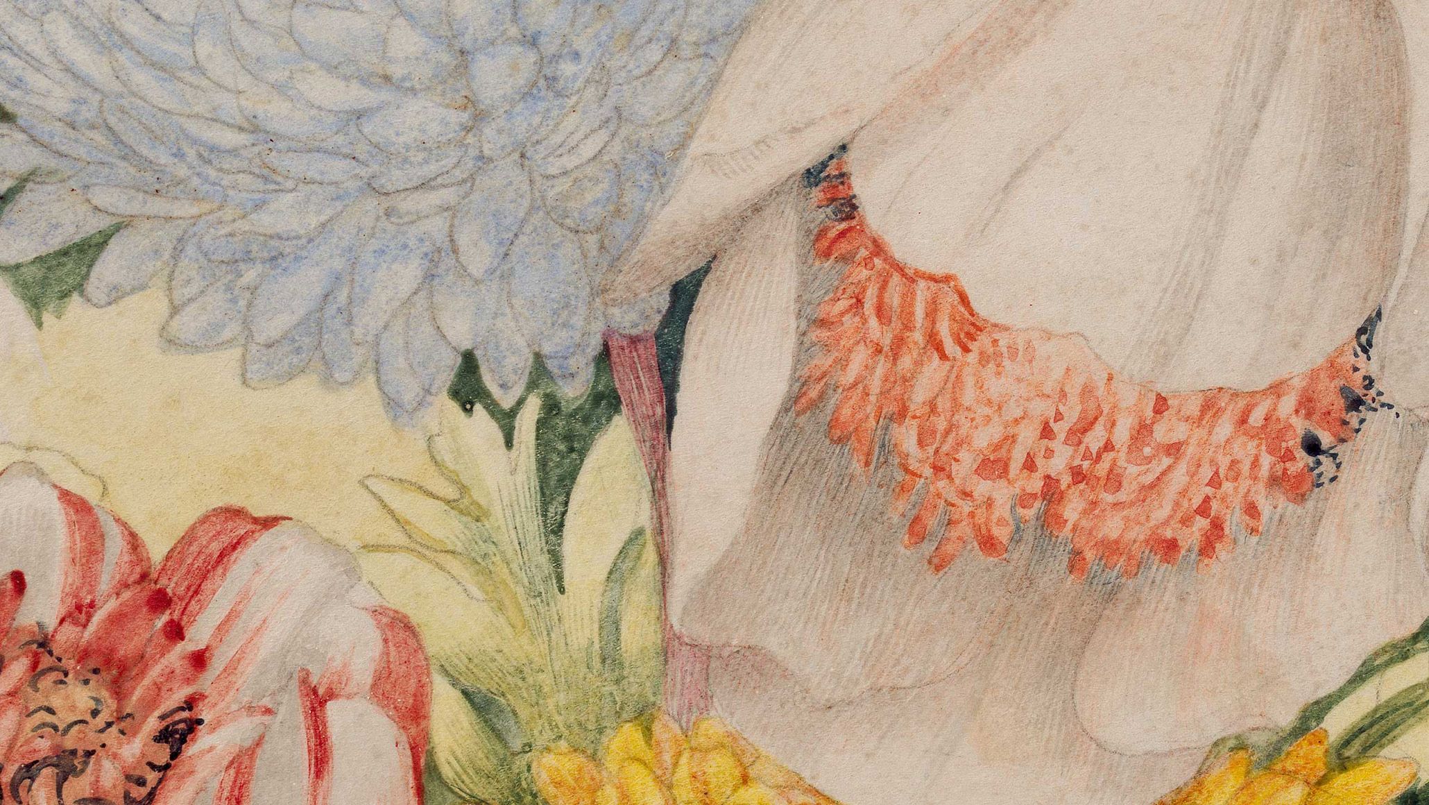 A detail from a painting by Giovanna Garzoni, titled Still life of flowers in a glass vase, dated circa 1640-1650.