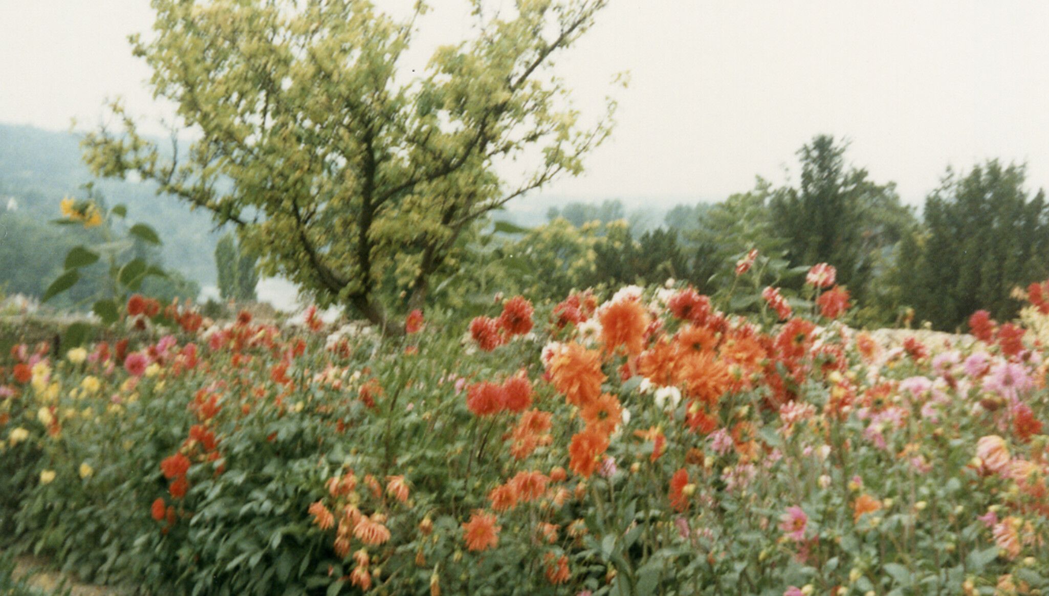 A photo of Joan Mitchell’s garden in Vétheuil, dated 1986.