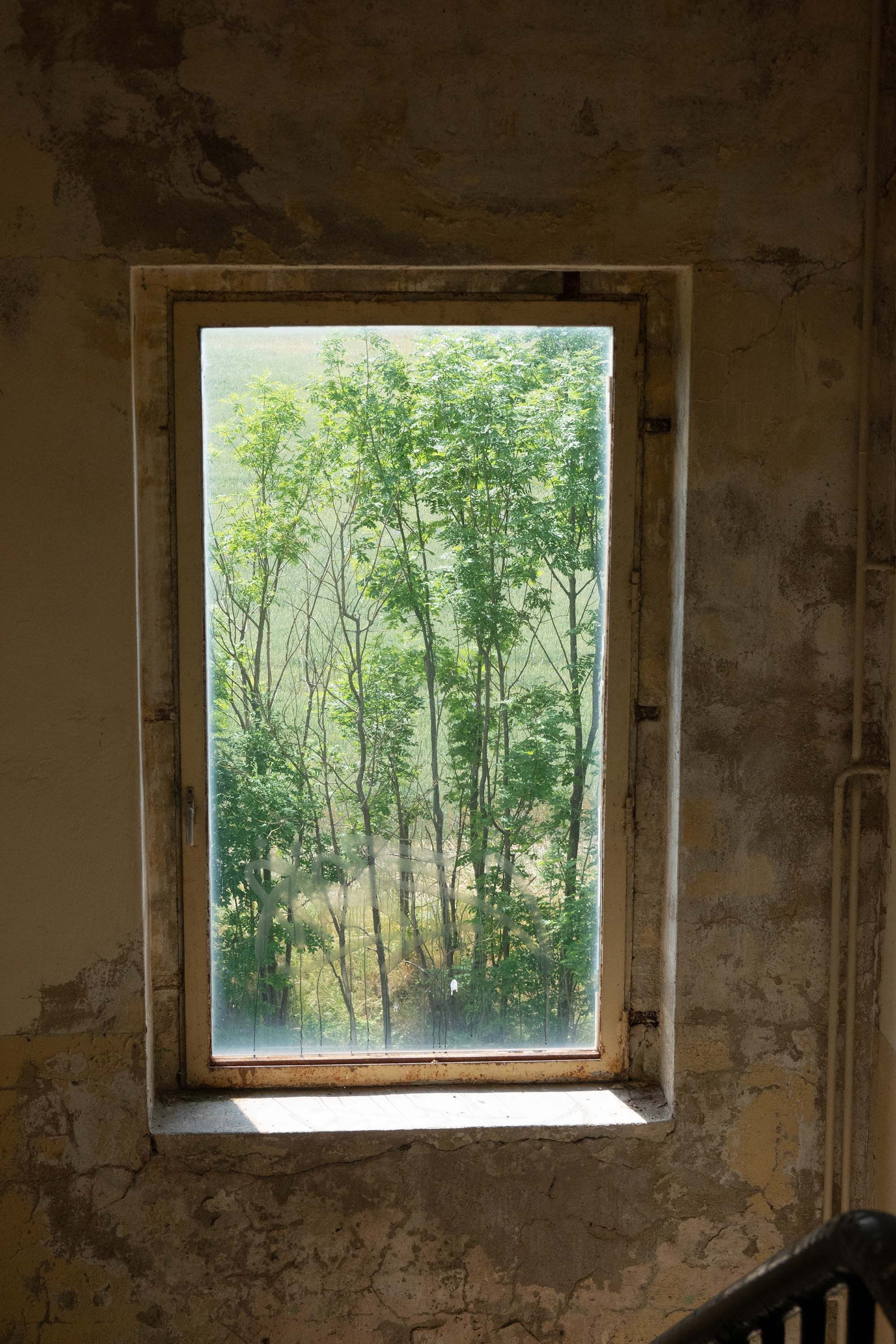 A photograph by Wolfgang Tillmans, titled ﻿Window Framed Trees, dated 2022.