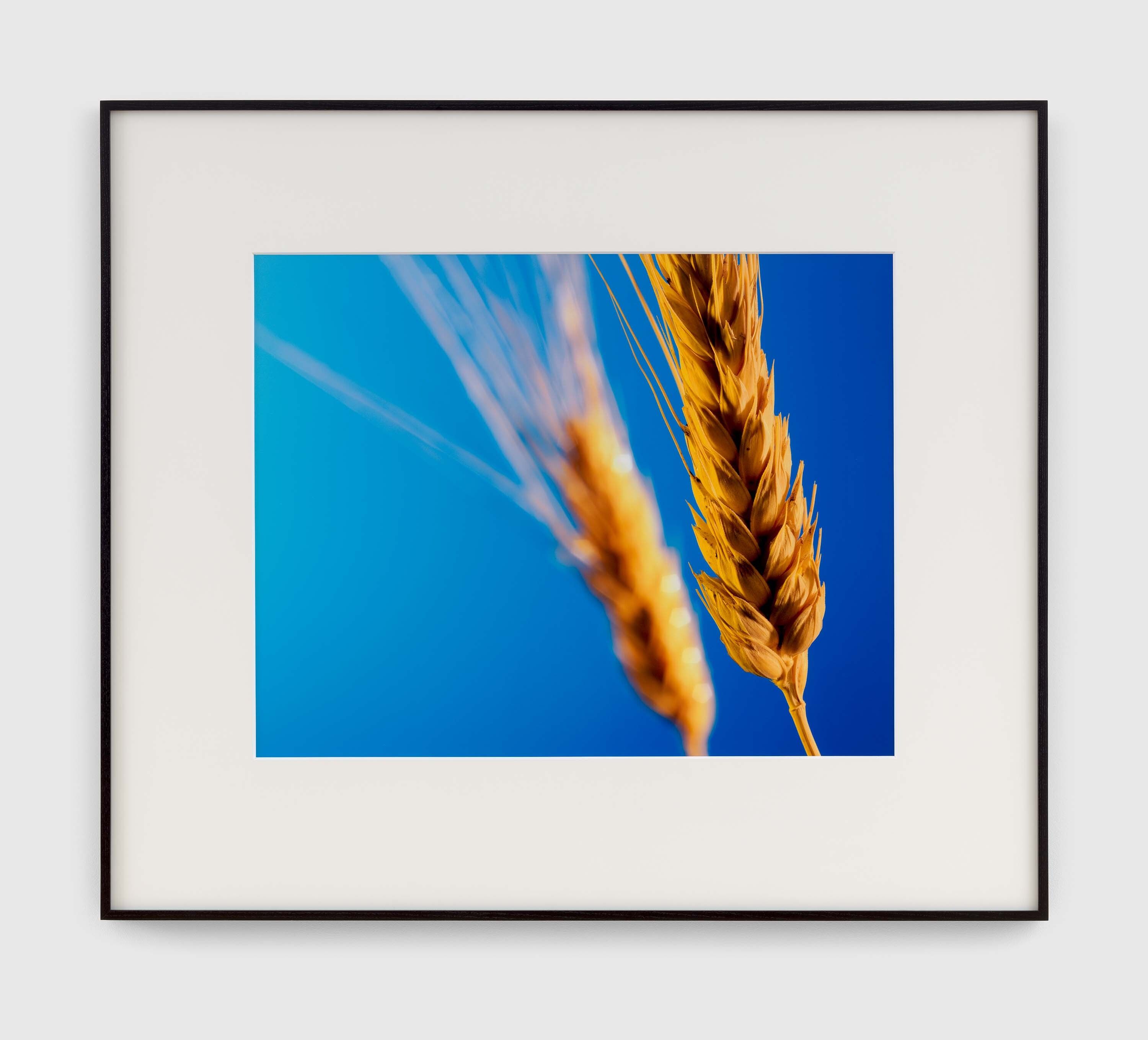 A photograph by Christopher Williams, titled ∆d = df - dn (Harvest Season) Studio Rhein Verlag, Düsseldorf, December 17, dated 2016.