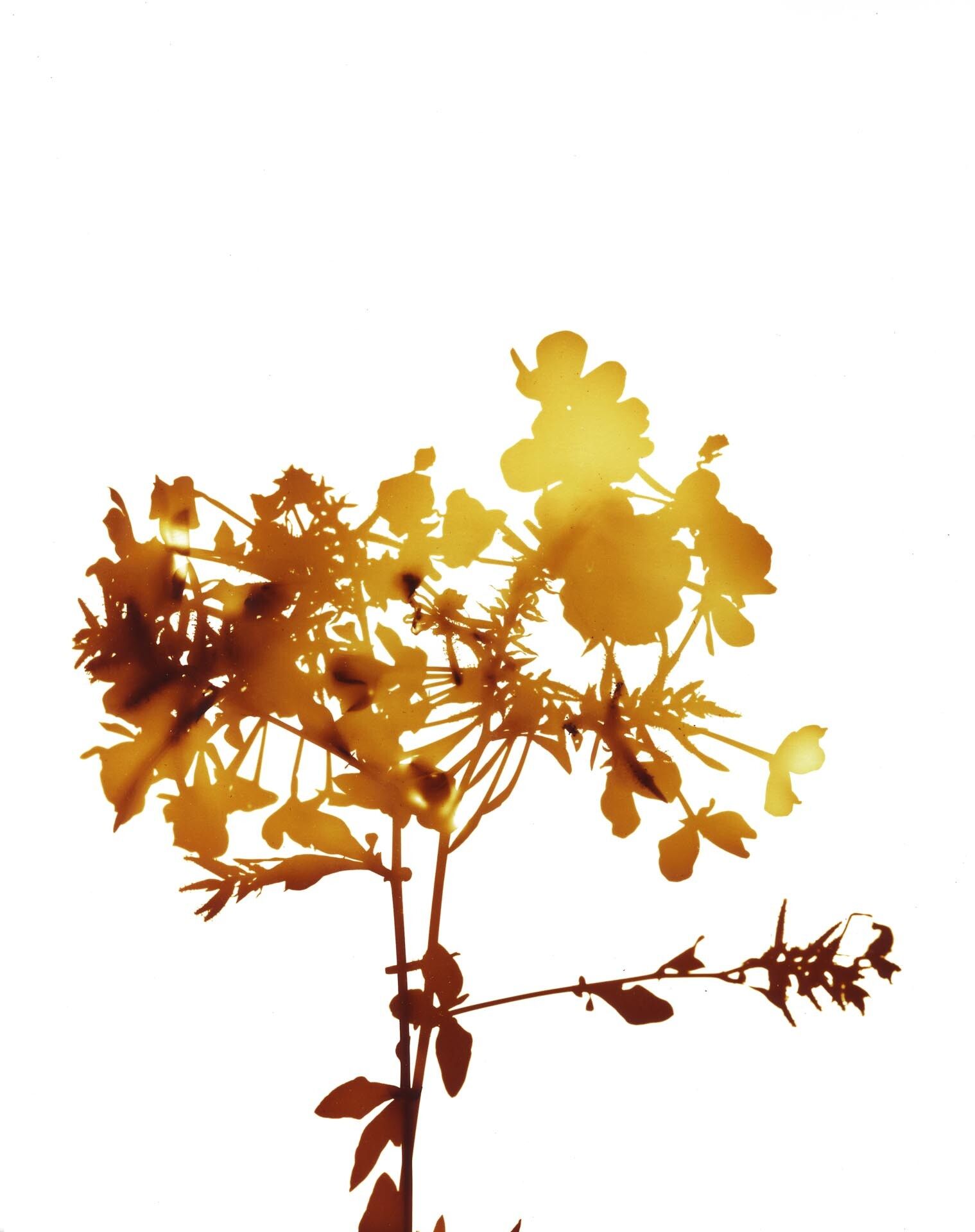 A photograph by James Welling, titled #042, dated 2004.
