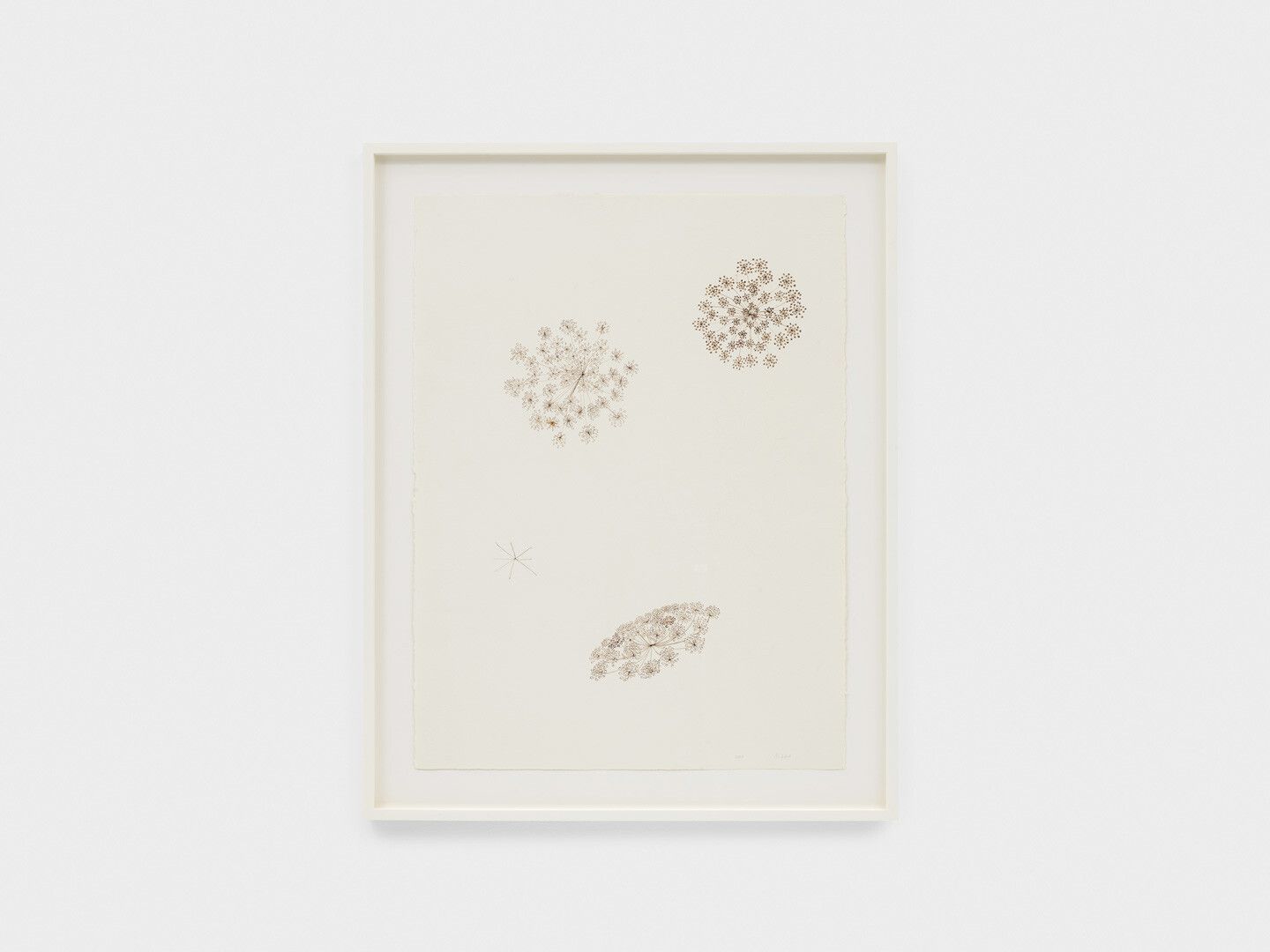 An ink drawing on paper by Ruth Asawa, titled Untitled (PF.1007, Fennel Bloom), dated 2000.