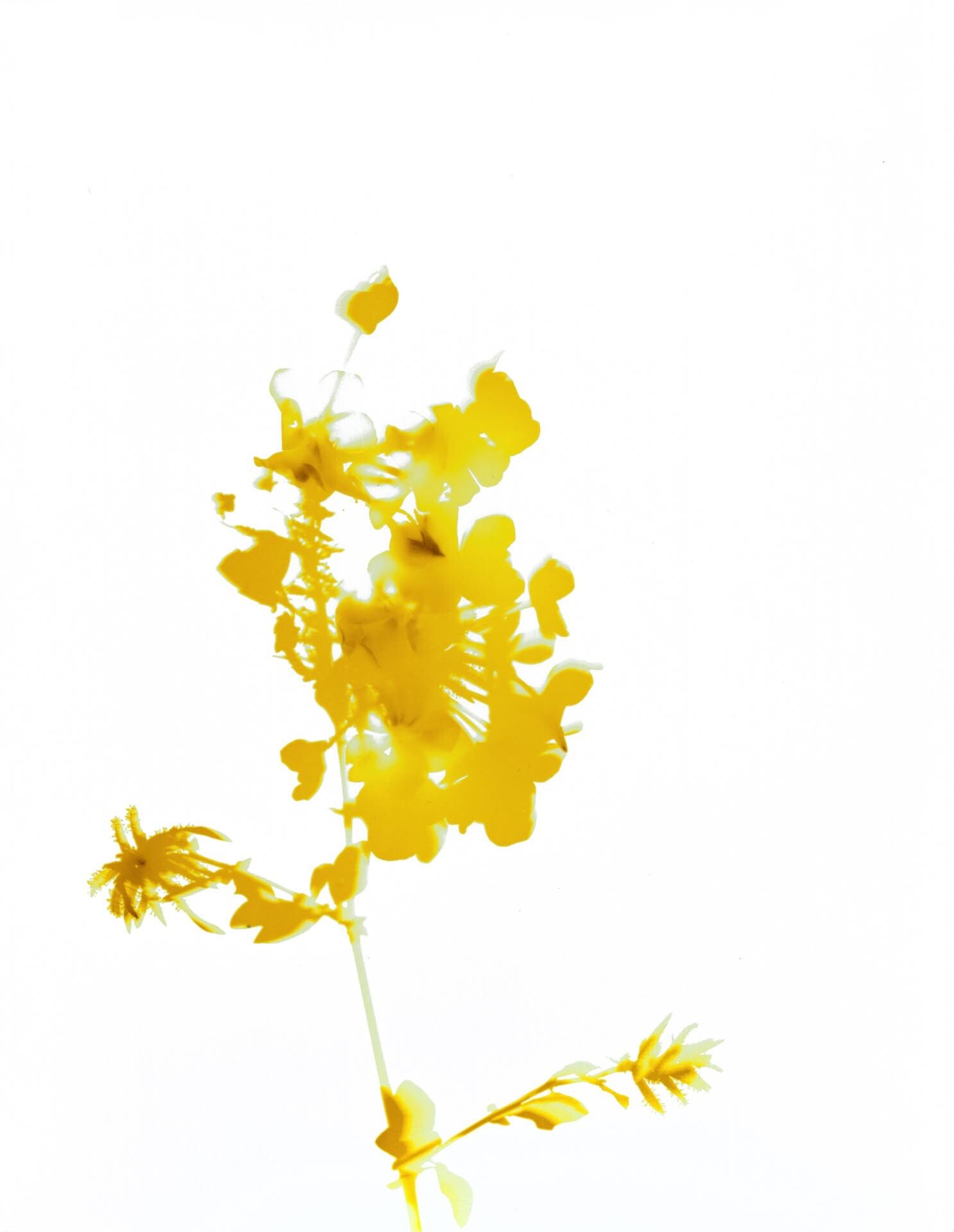 A photograph by James Welling, titled #018, dated 2014.