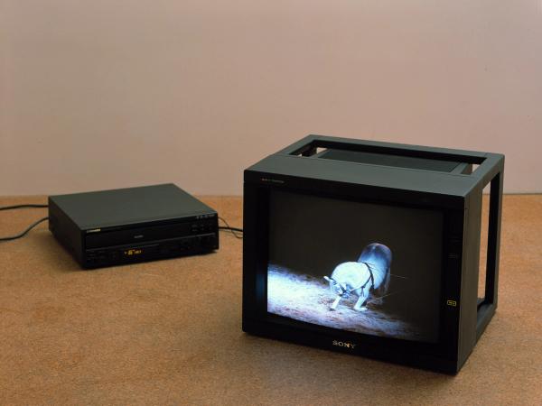 Diana Thater — The Best Space is the Deep Space