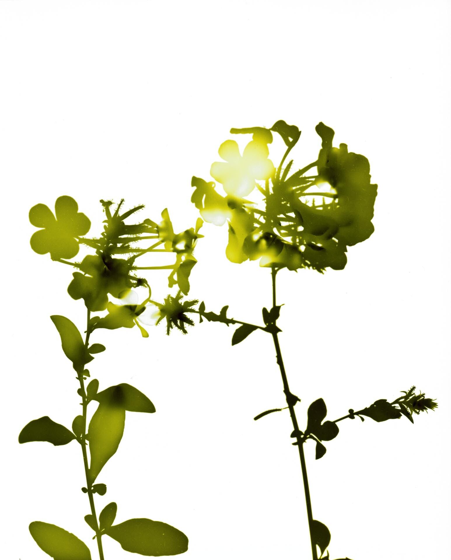 A photograph by James Welling, titled #020, dated 2004.